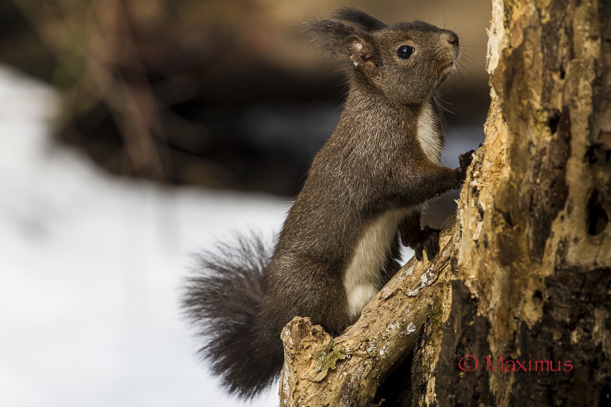 ... climbing the roost of tits ...