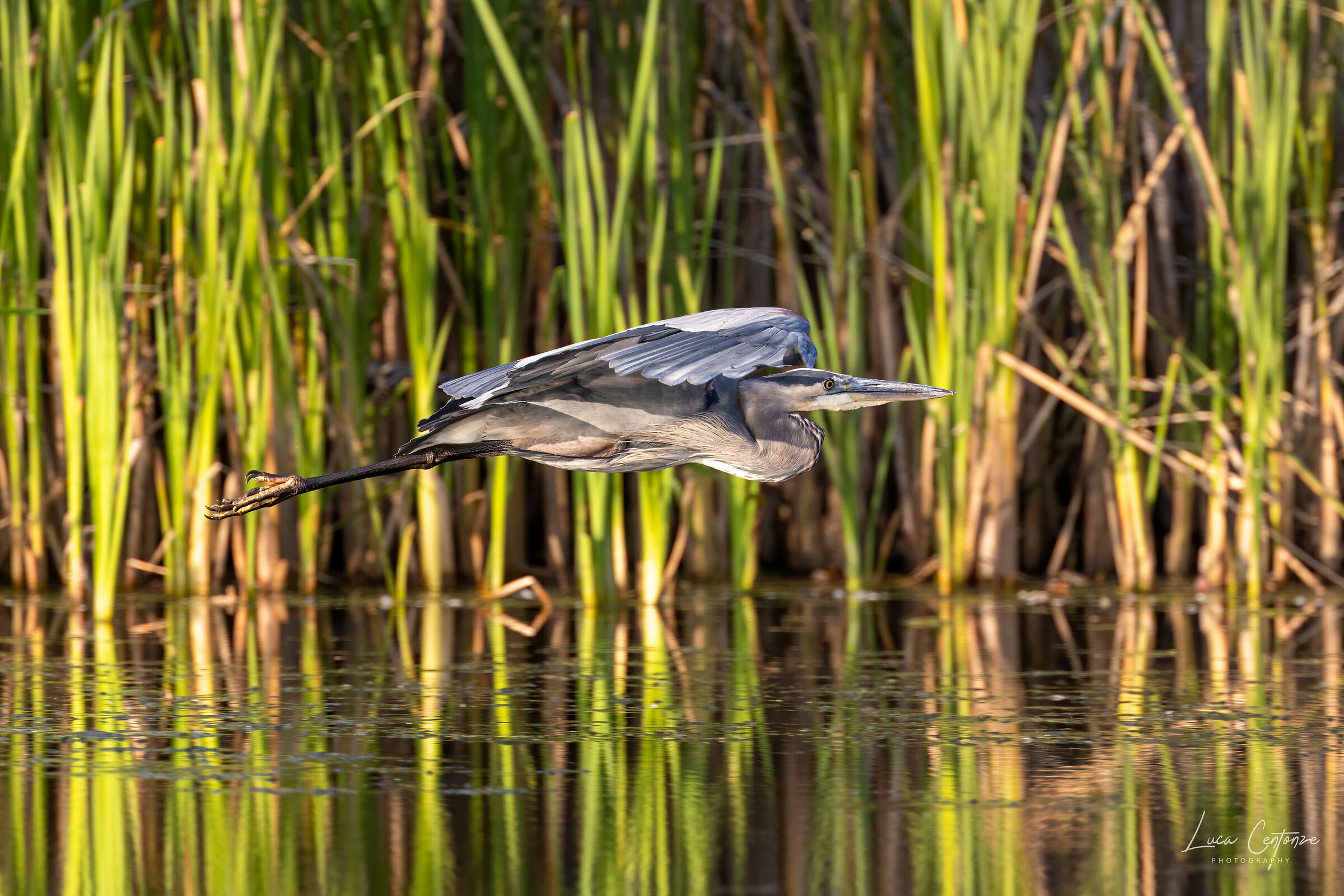 Great Blue Heron