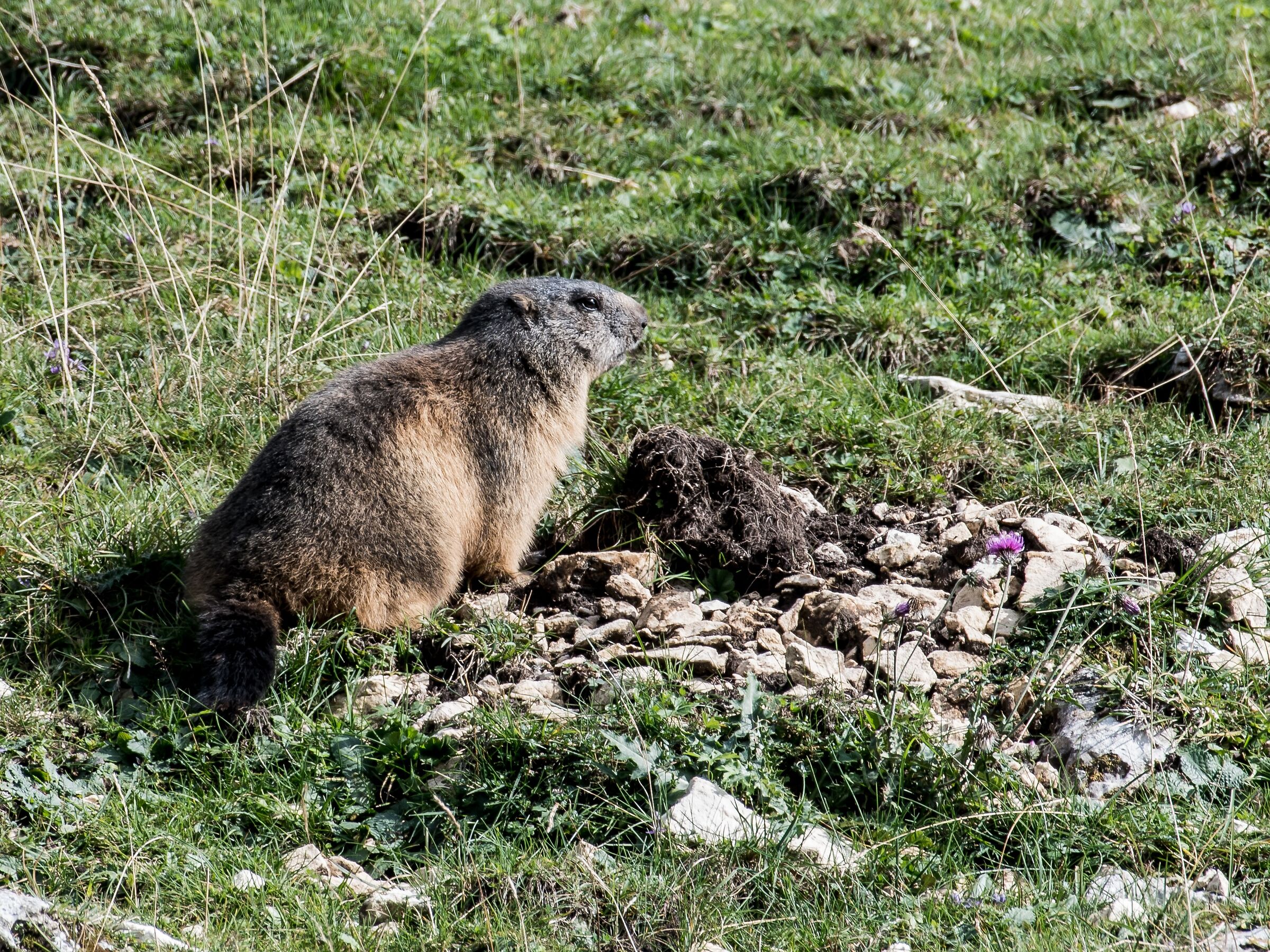 Marmotta