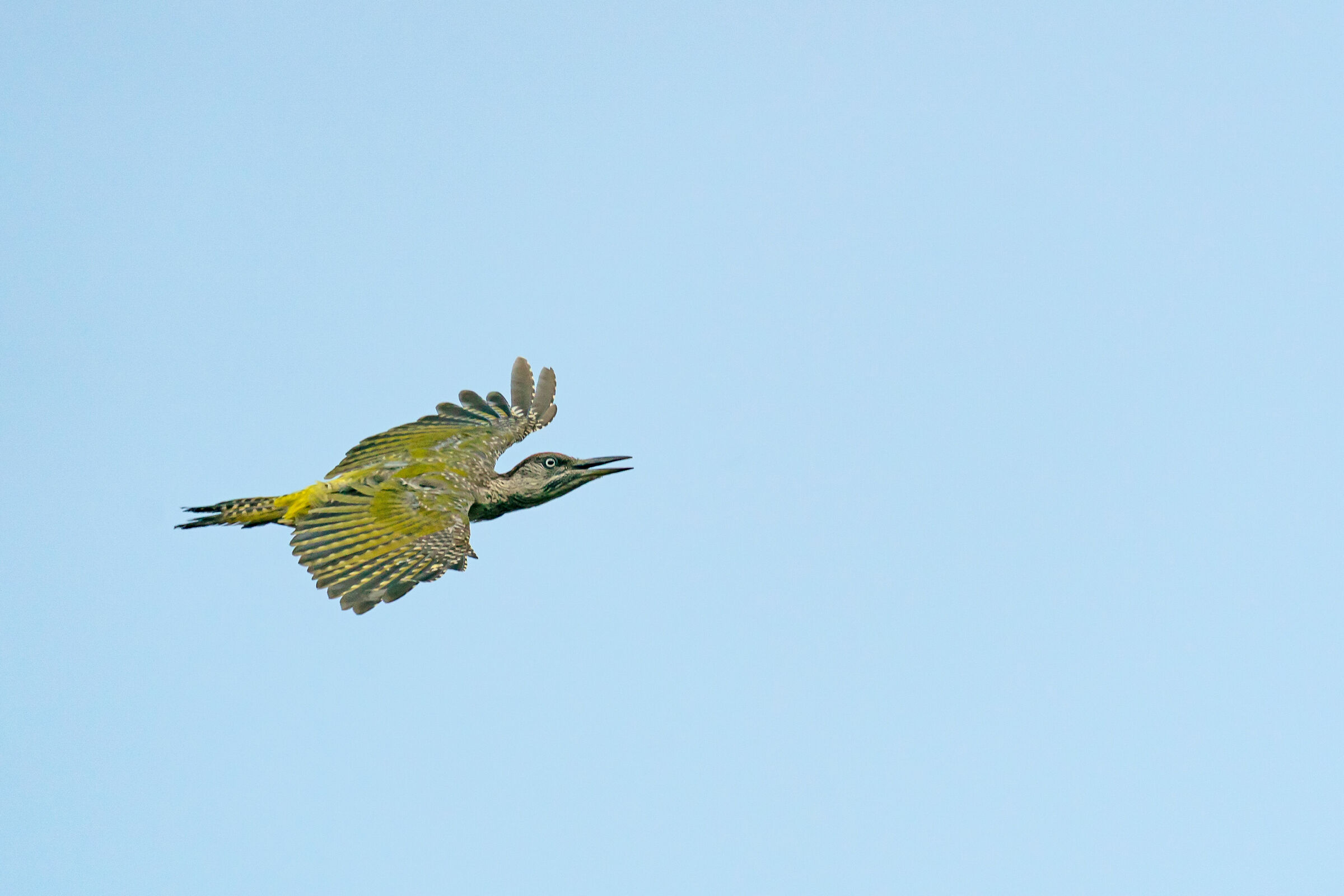 Picchio verde