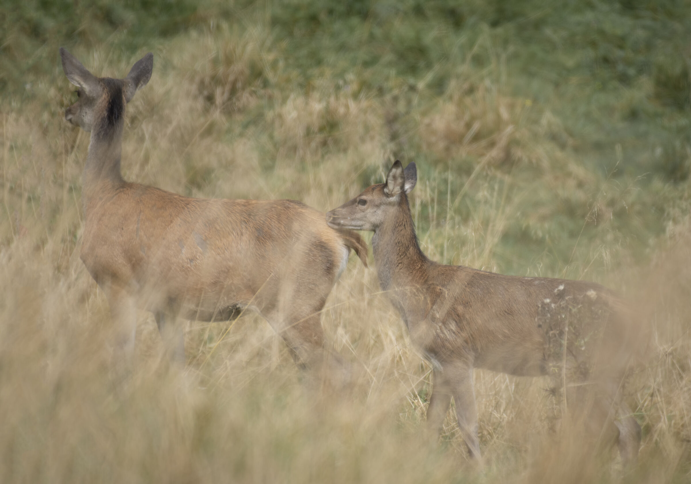 La mamma è sempre la mamma