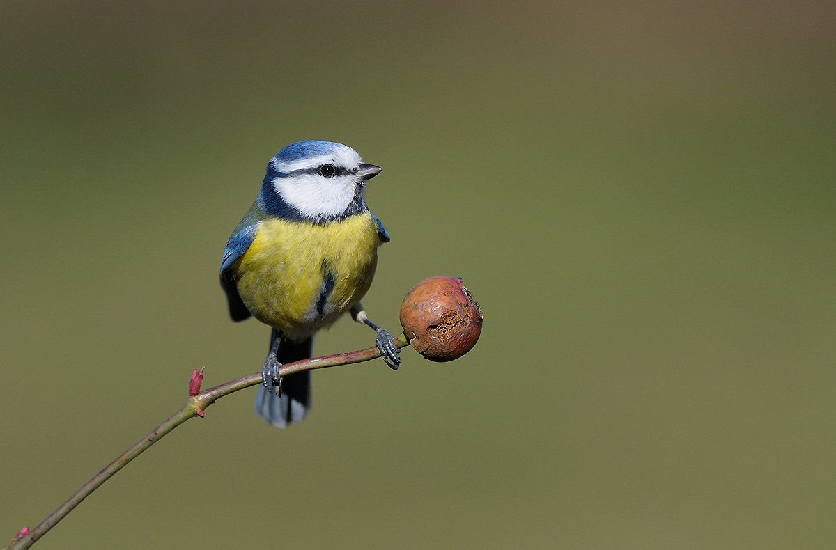 Blue Tit