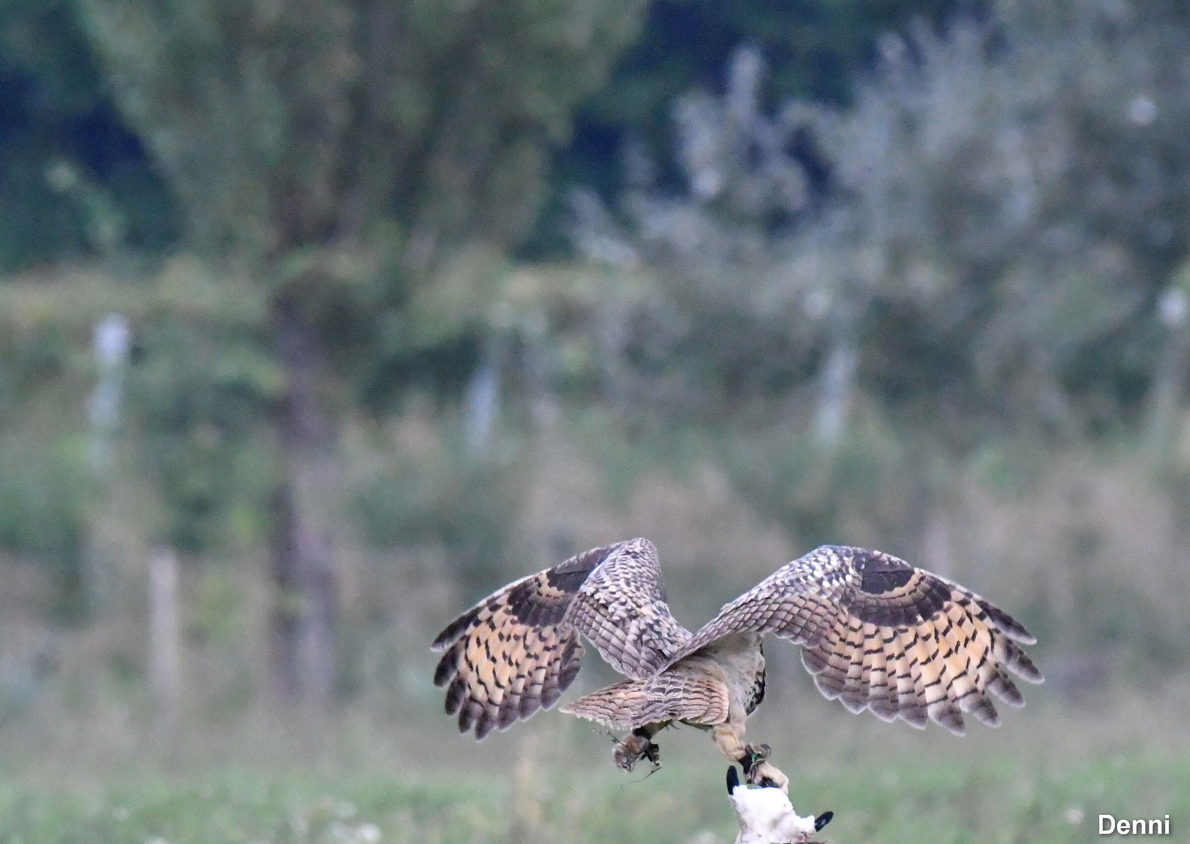 outlet (simulation of federcaccia hunting)