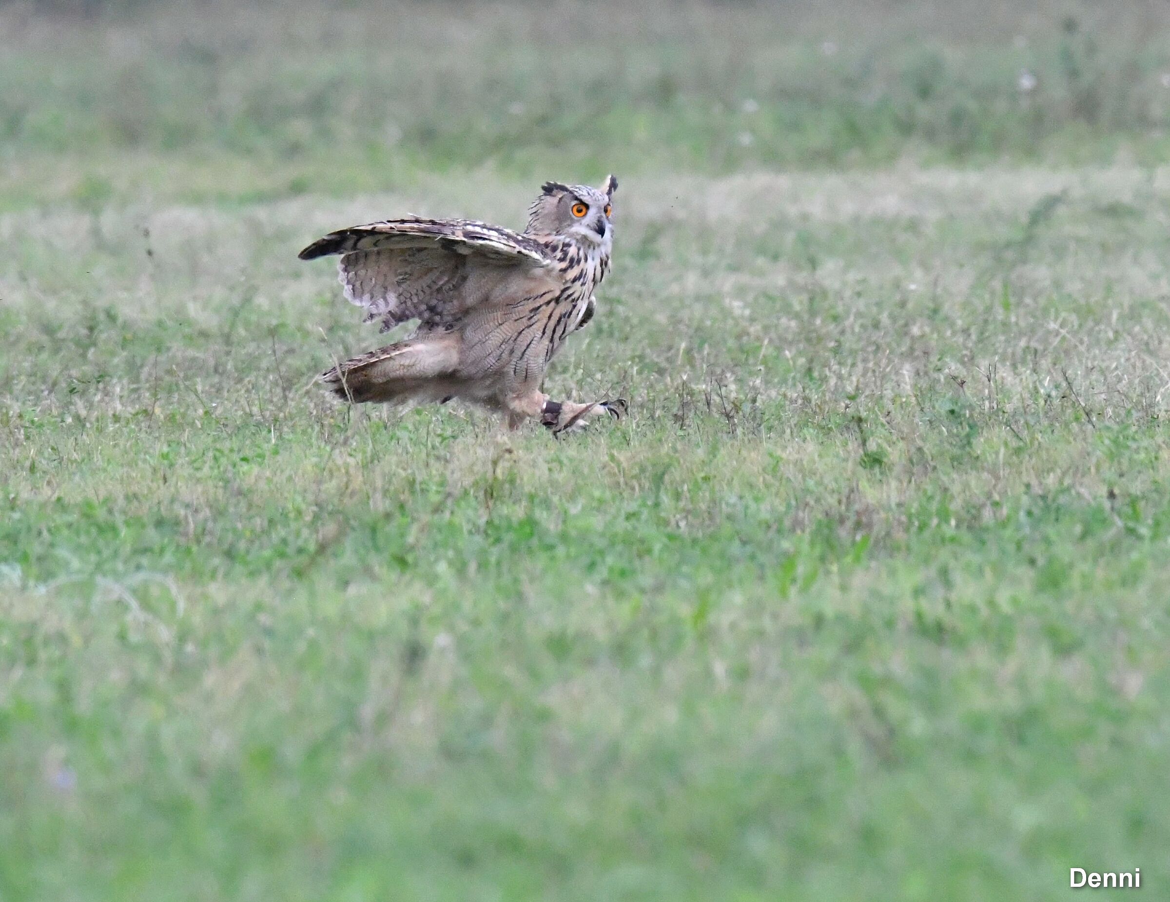 satisfaction (federcaccia hunting simulation)