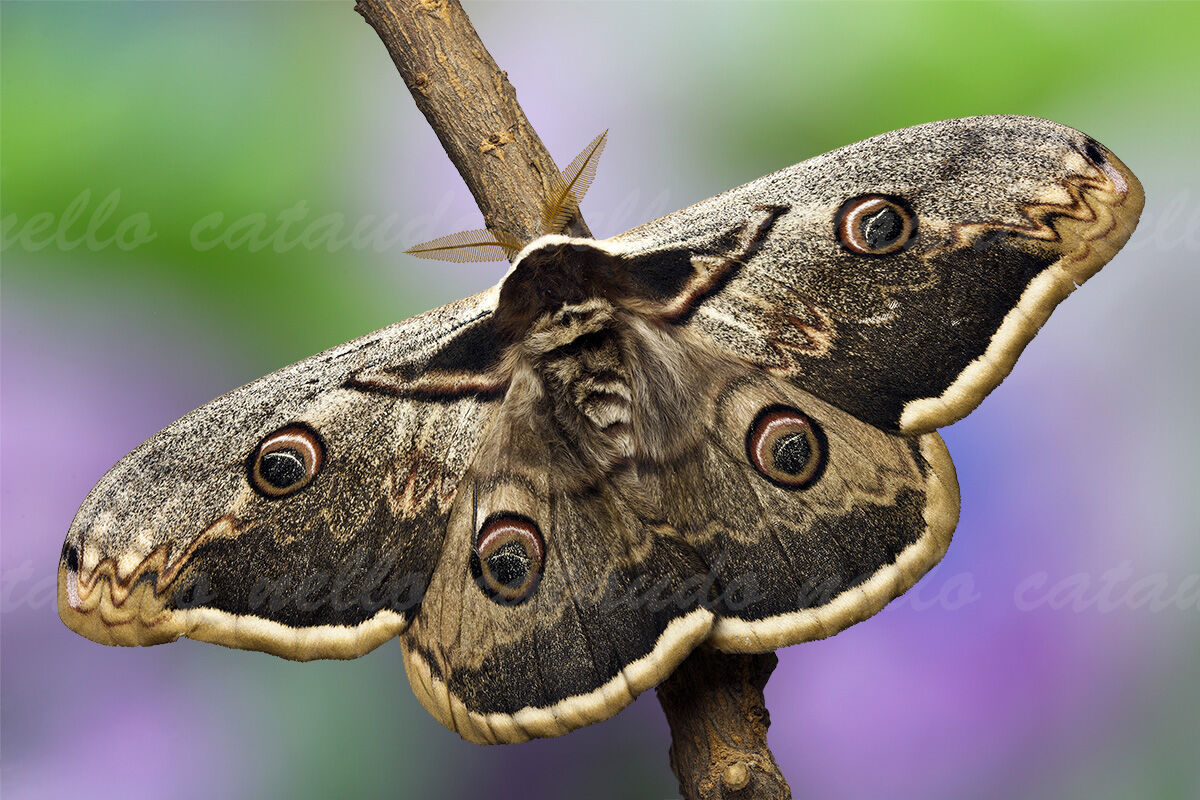 Pavonia maggiore (Saturnia Pyri)