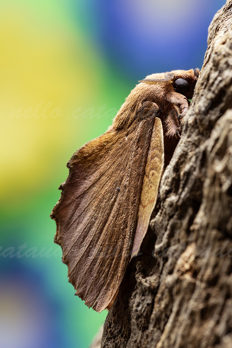 Gastropacha Quercifoglia