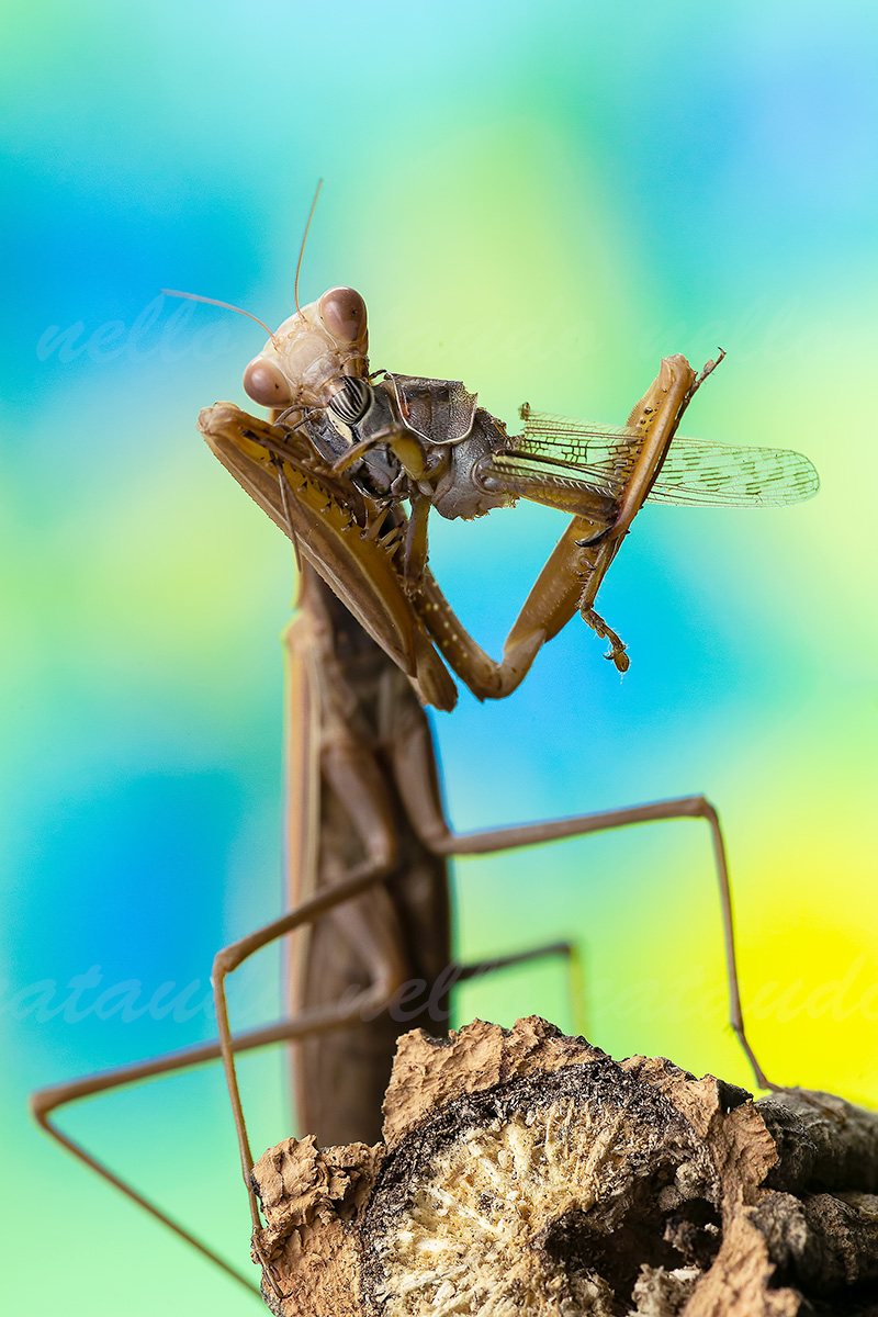 Mantide Religiosa (Mantis Religiosa)