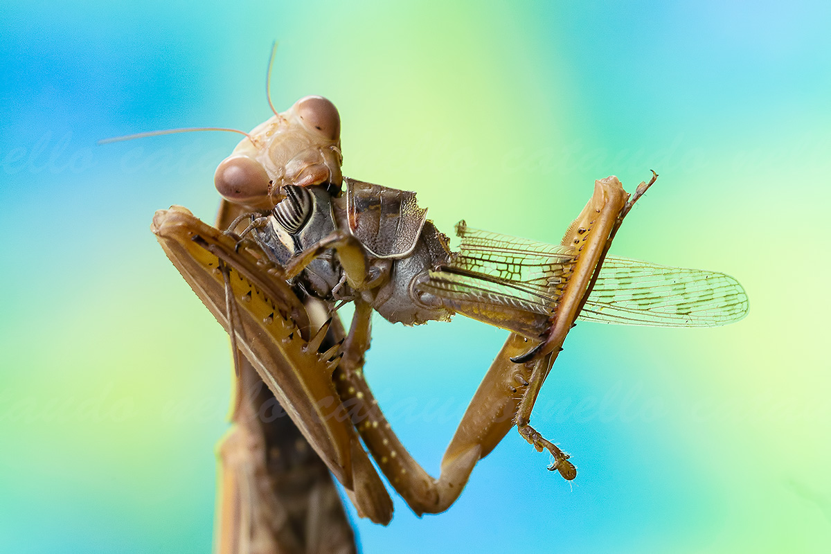 Mantide Religiosa (Mantis Religiosa)