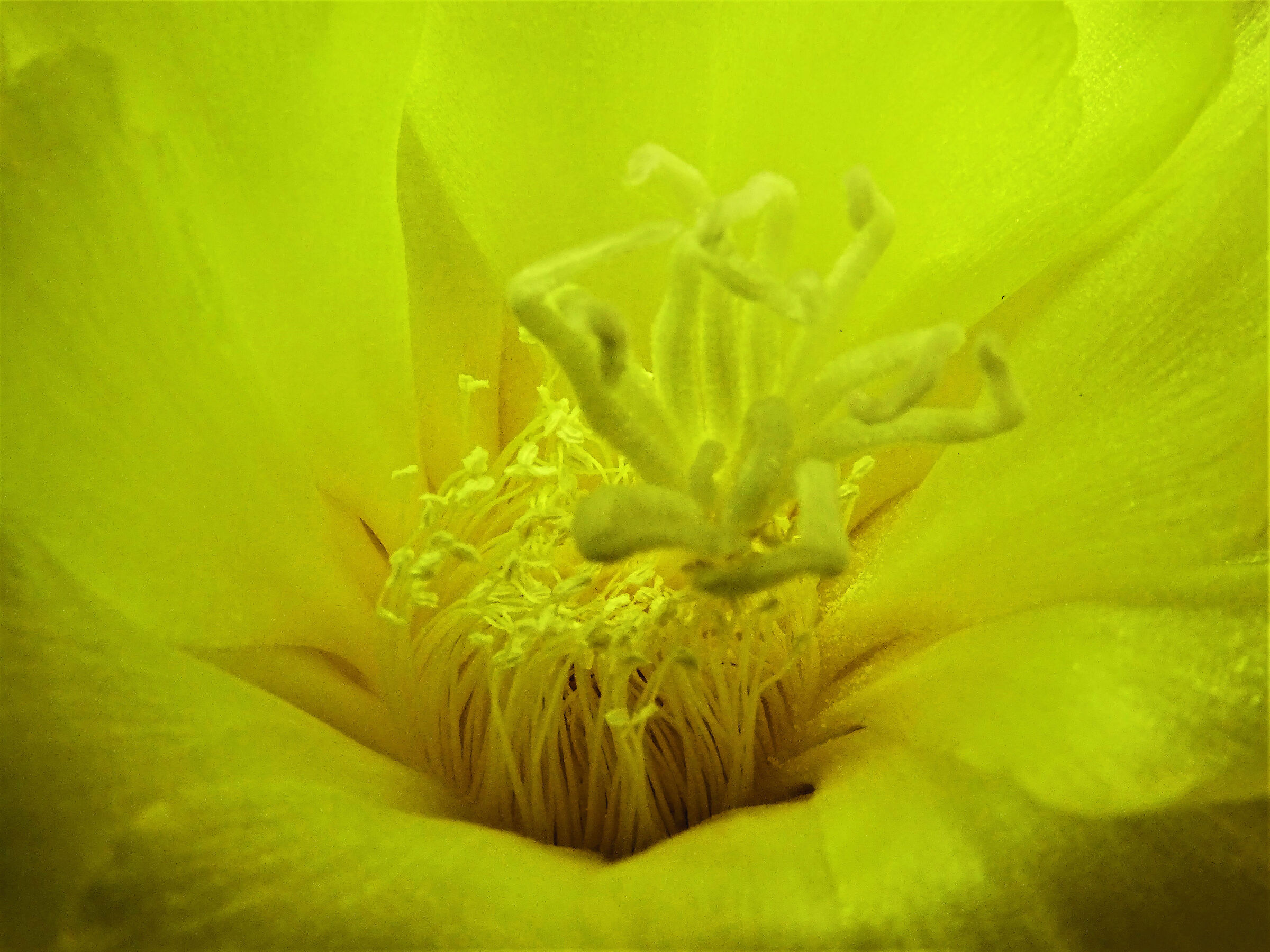 Inside a cactus flower