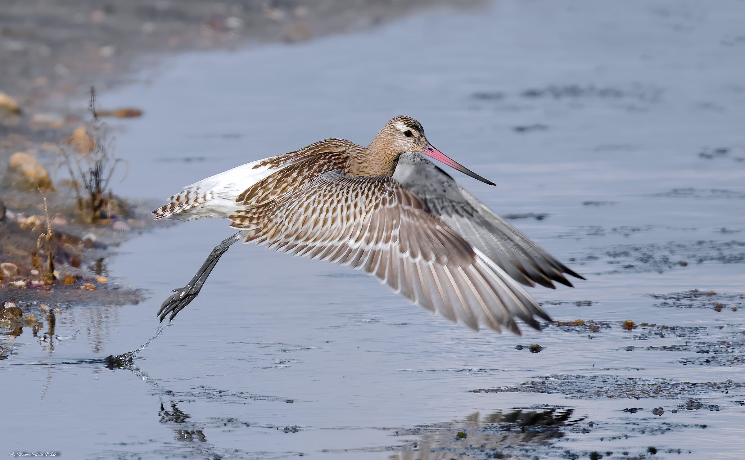 Pittima Minor (Lapland Limosa)