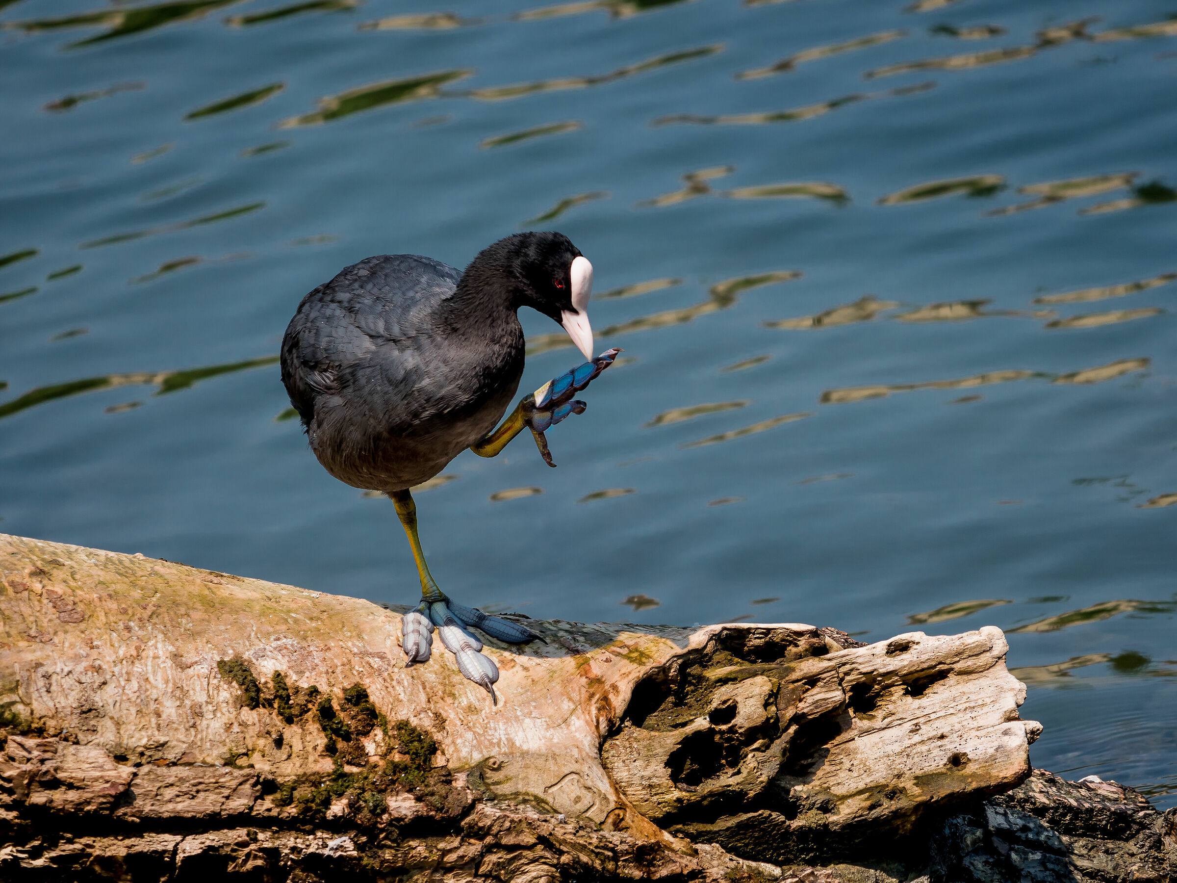 a dire il vero un pochino puzza......