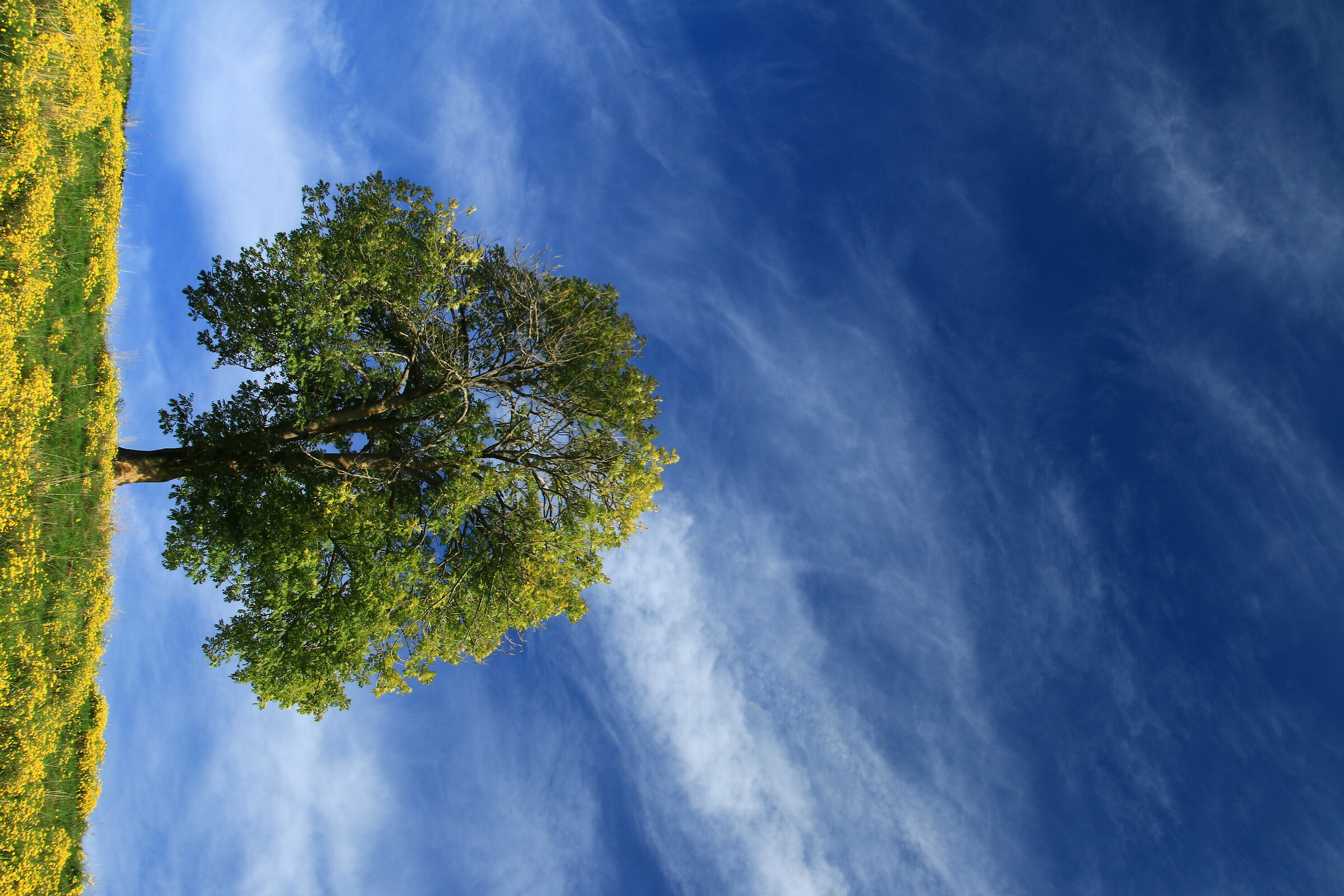 Homage to Mother Nature