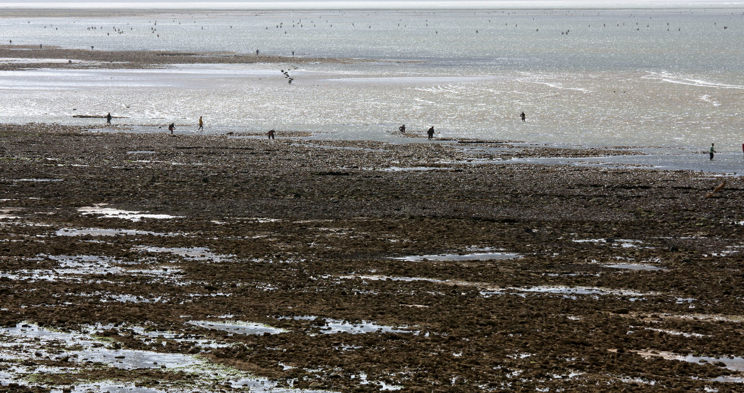 2860-Bassa marea-buon raccolto