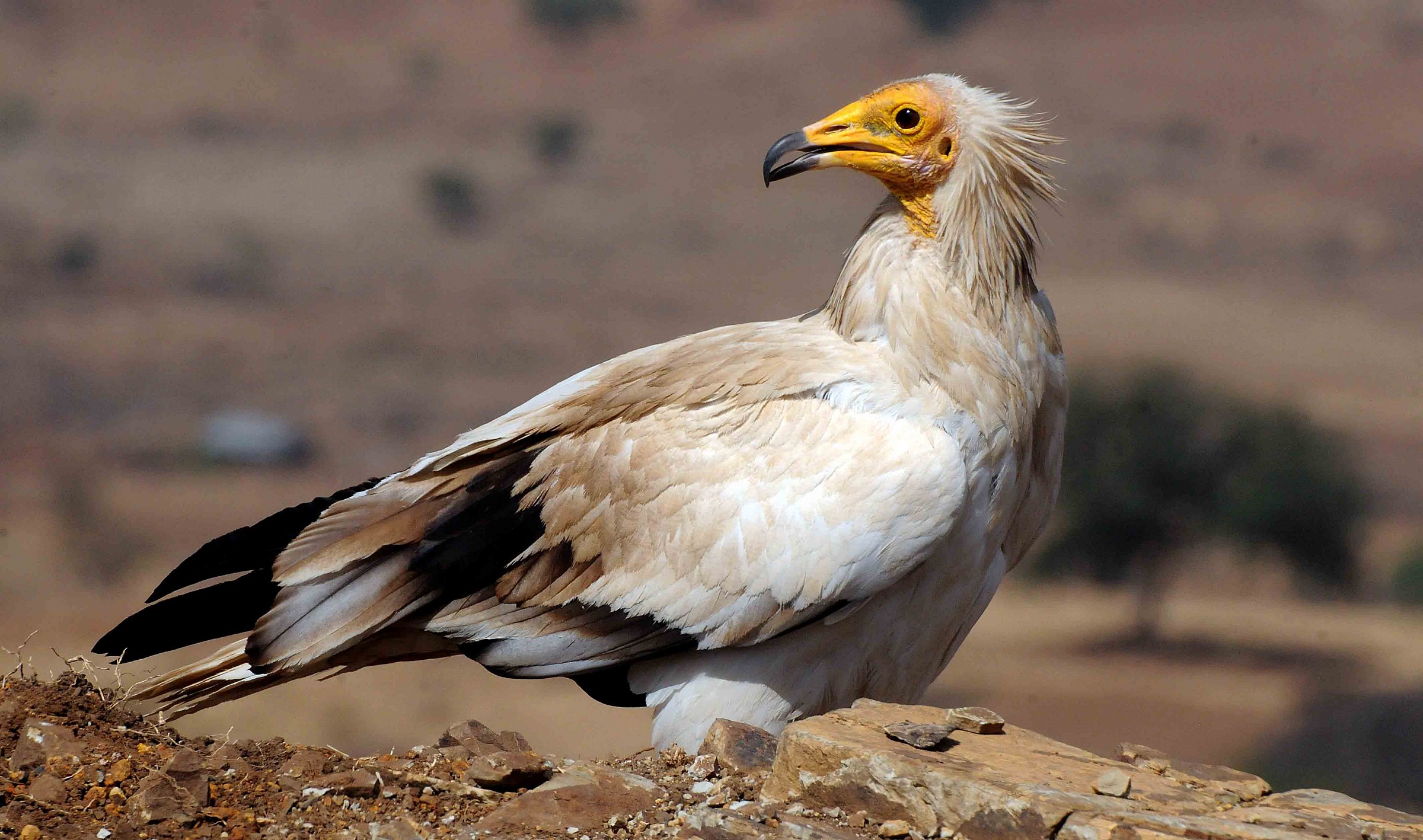 Egyptian Vulture - Neophron percnopterus