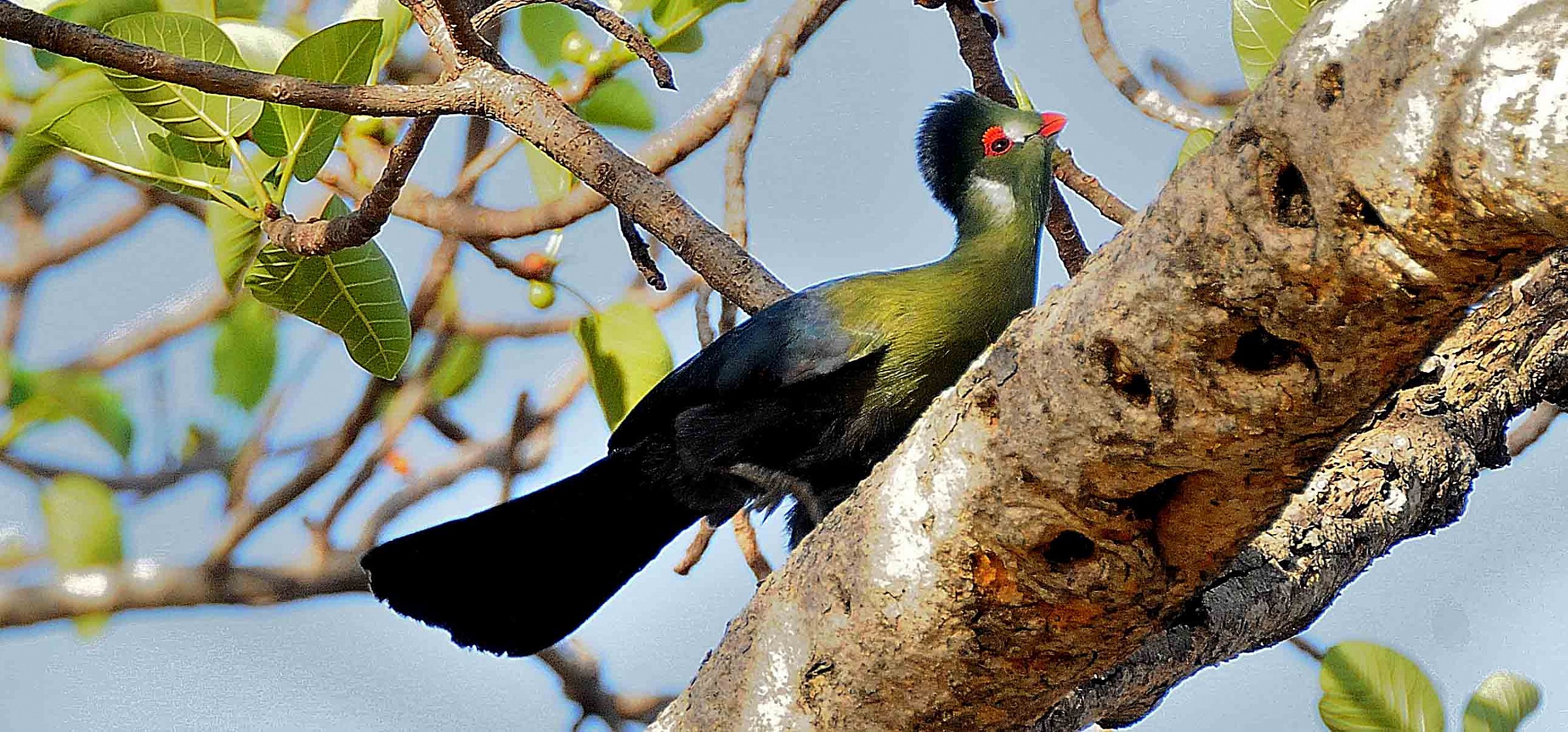 White-cheeked Turaco