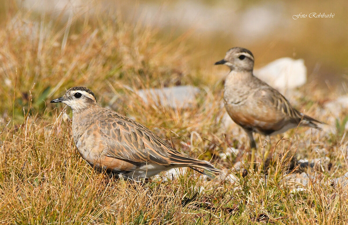 Piviere tortolino...