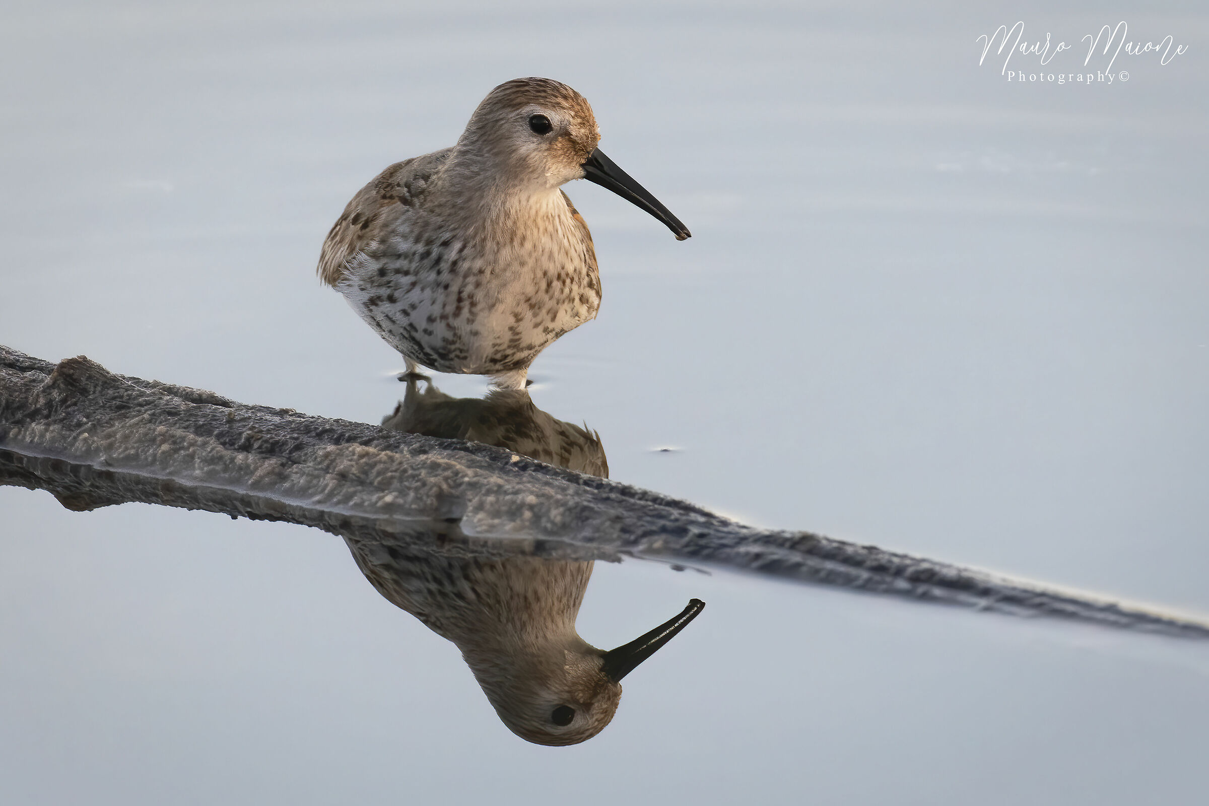 piovanello pancianera