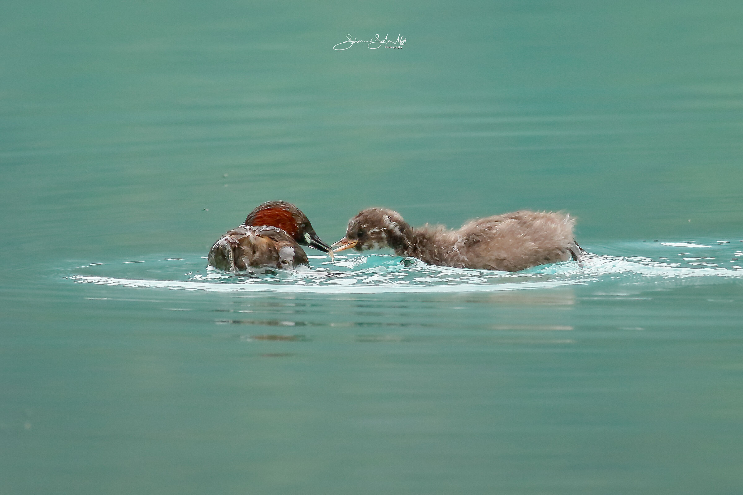 Nutrition (Tachybaptus ruficollis, Pallas, 1764)