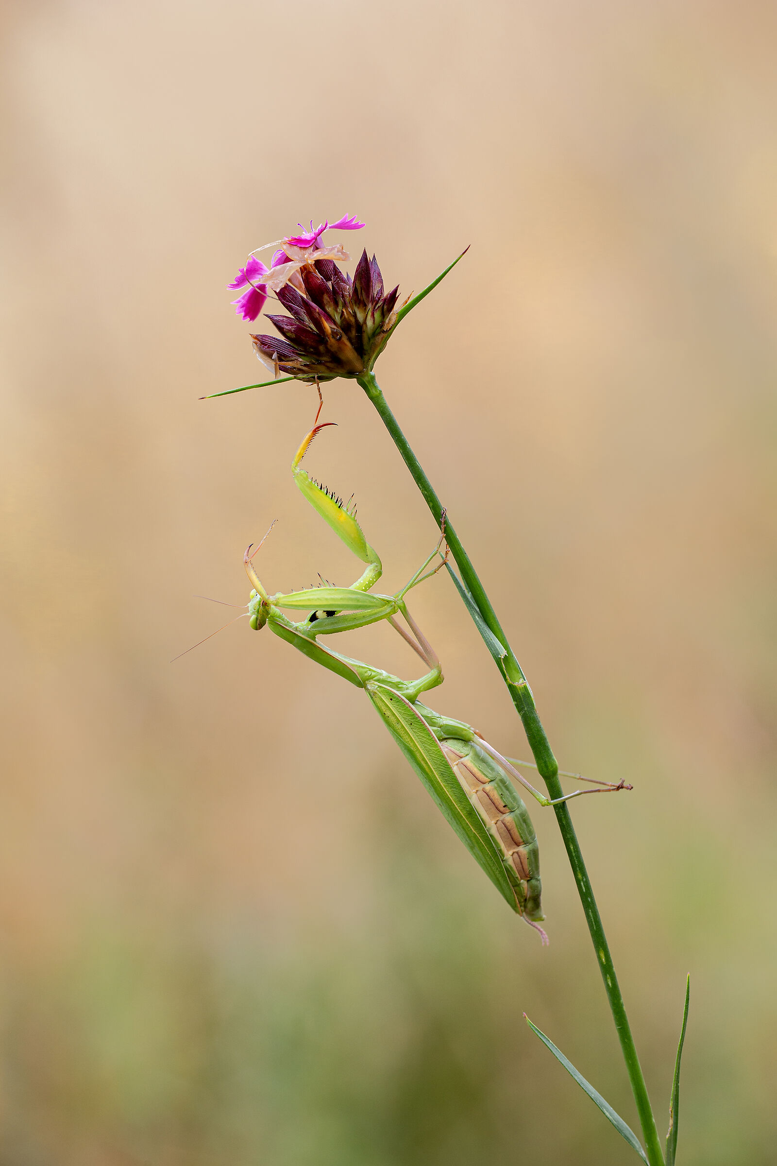 Praying mantis