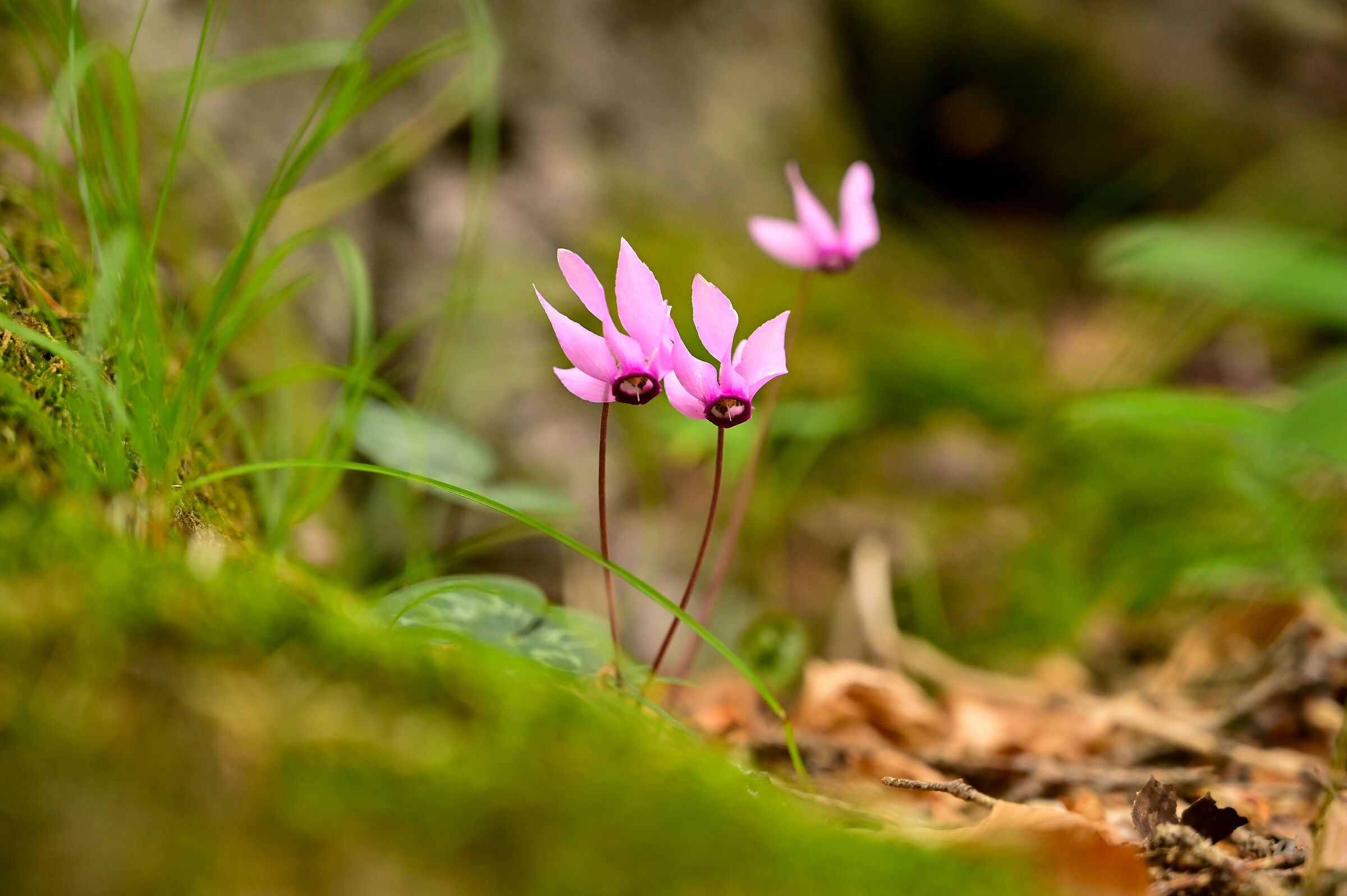 I colori dell'autunno