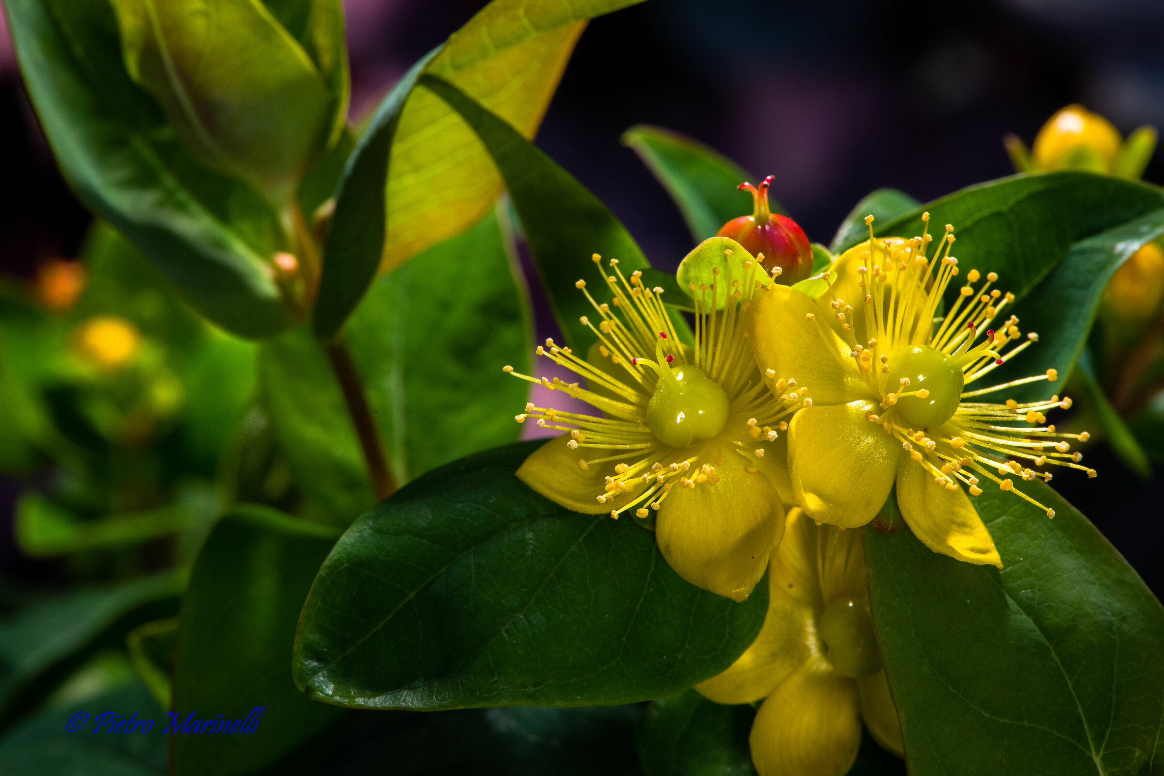 Hypericum