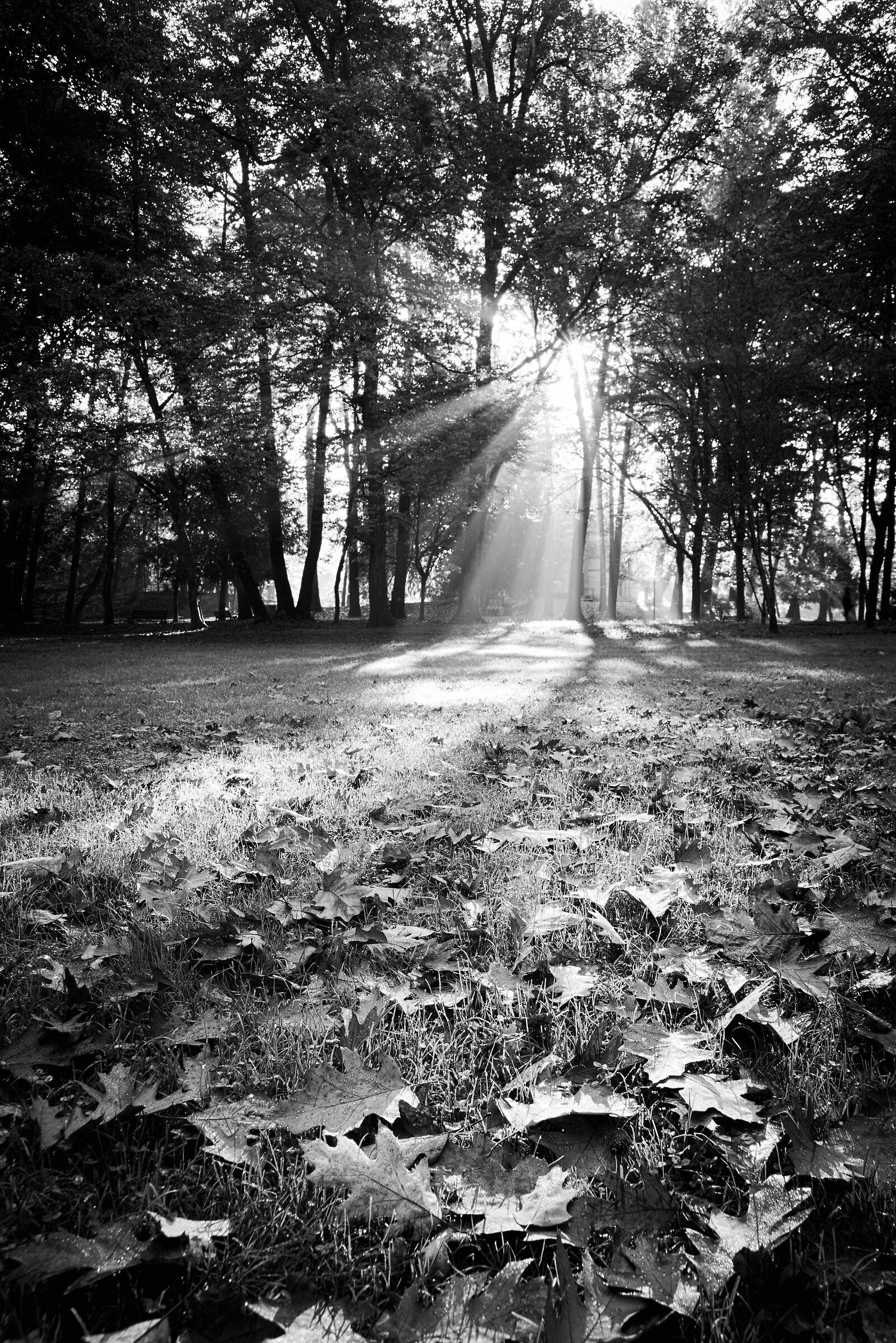 A Light in the Black