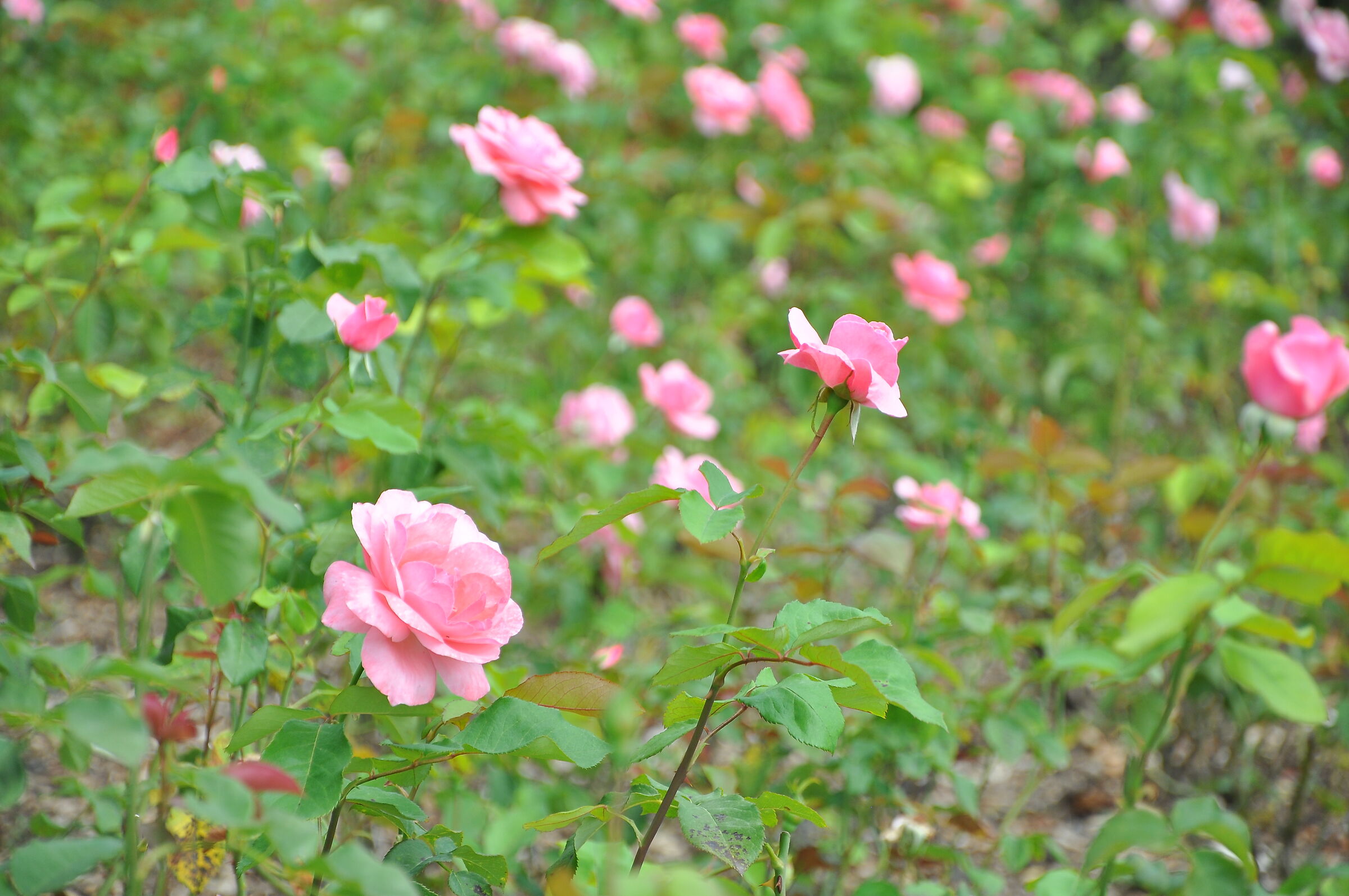 Tutte in fila a prendere il sole