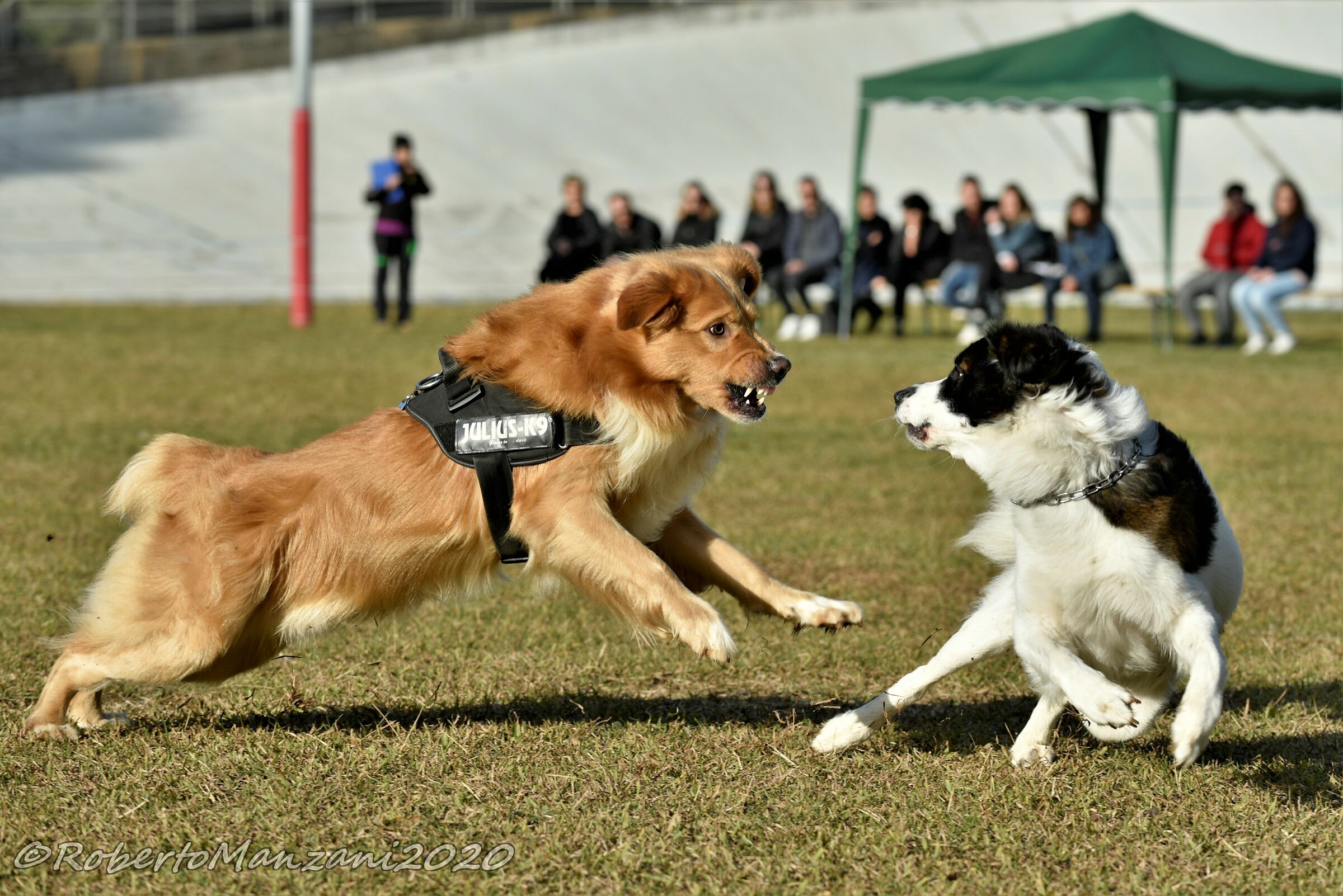 Interazioni canine