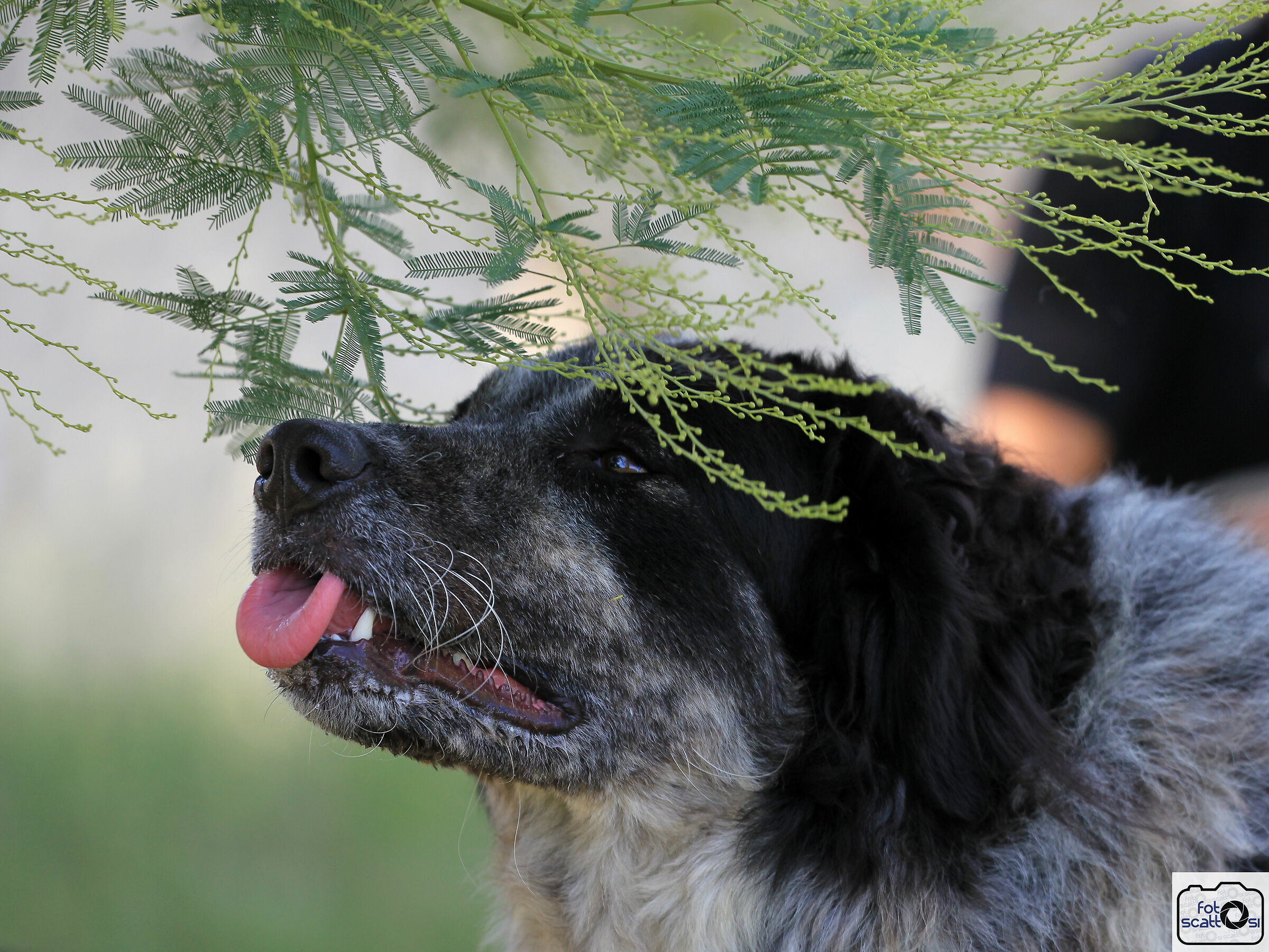 Cuccioloni abbandonati in canile