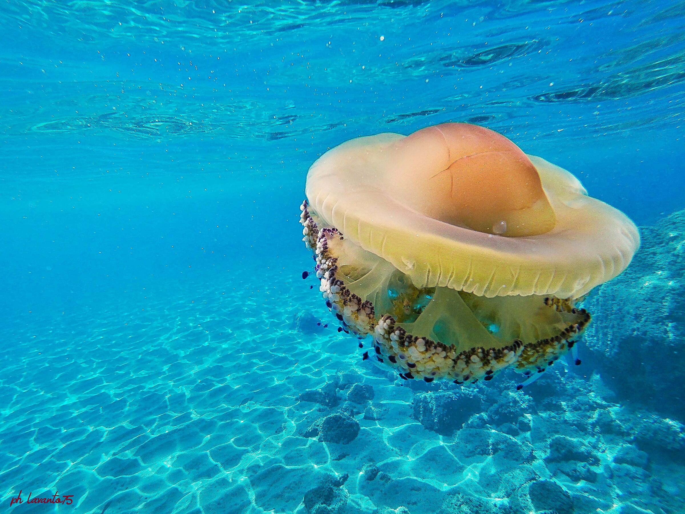 Cassiopea andromeda medusa