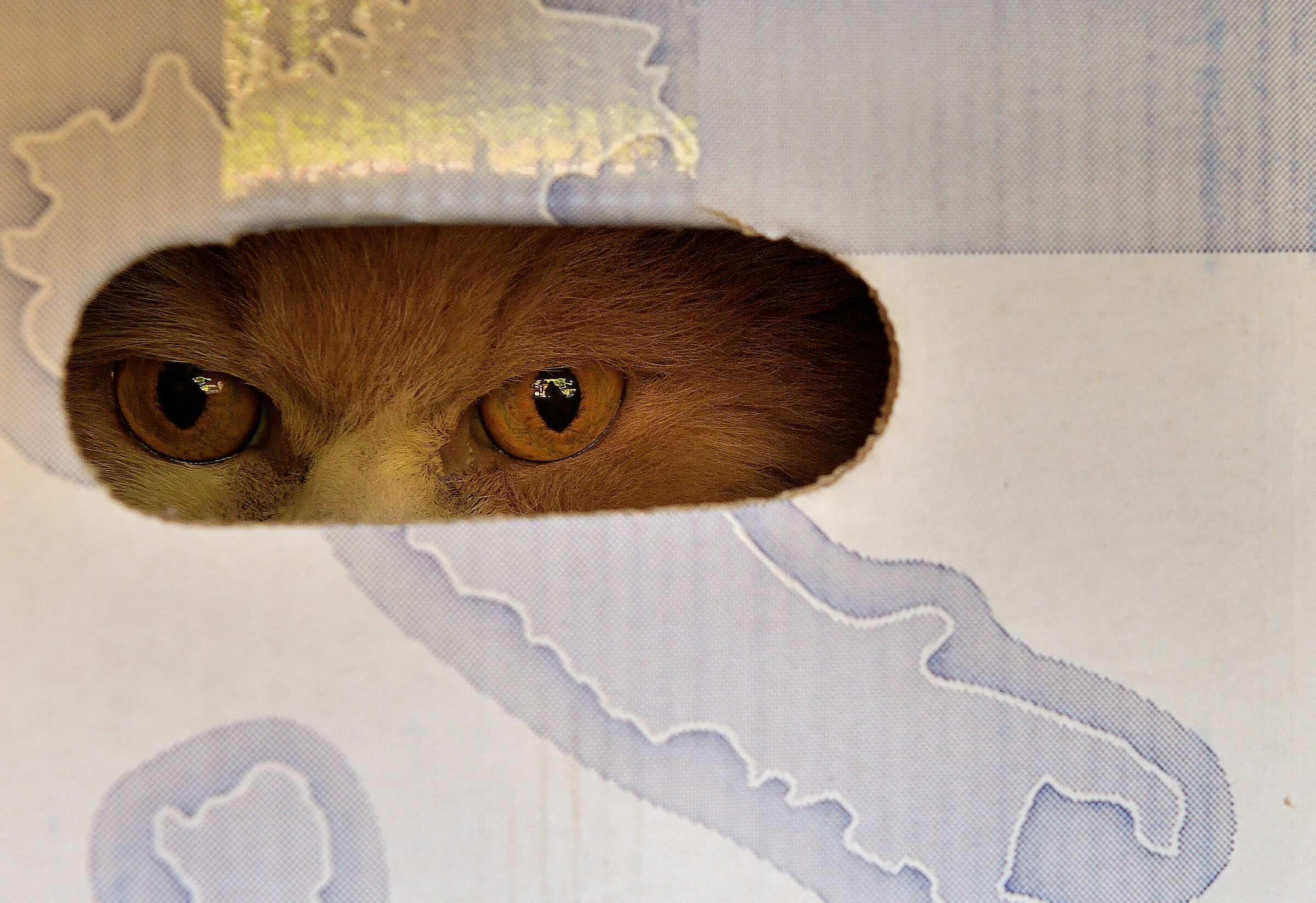 The pen is on the table, the cat is in the box