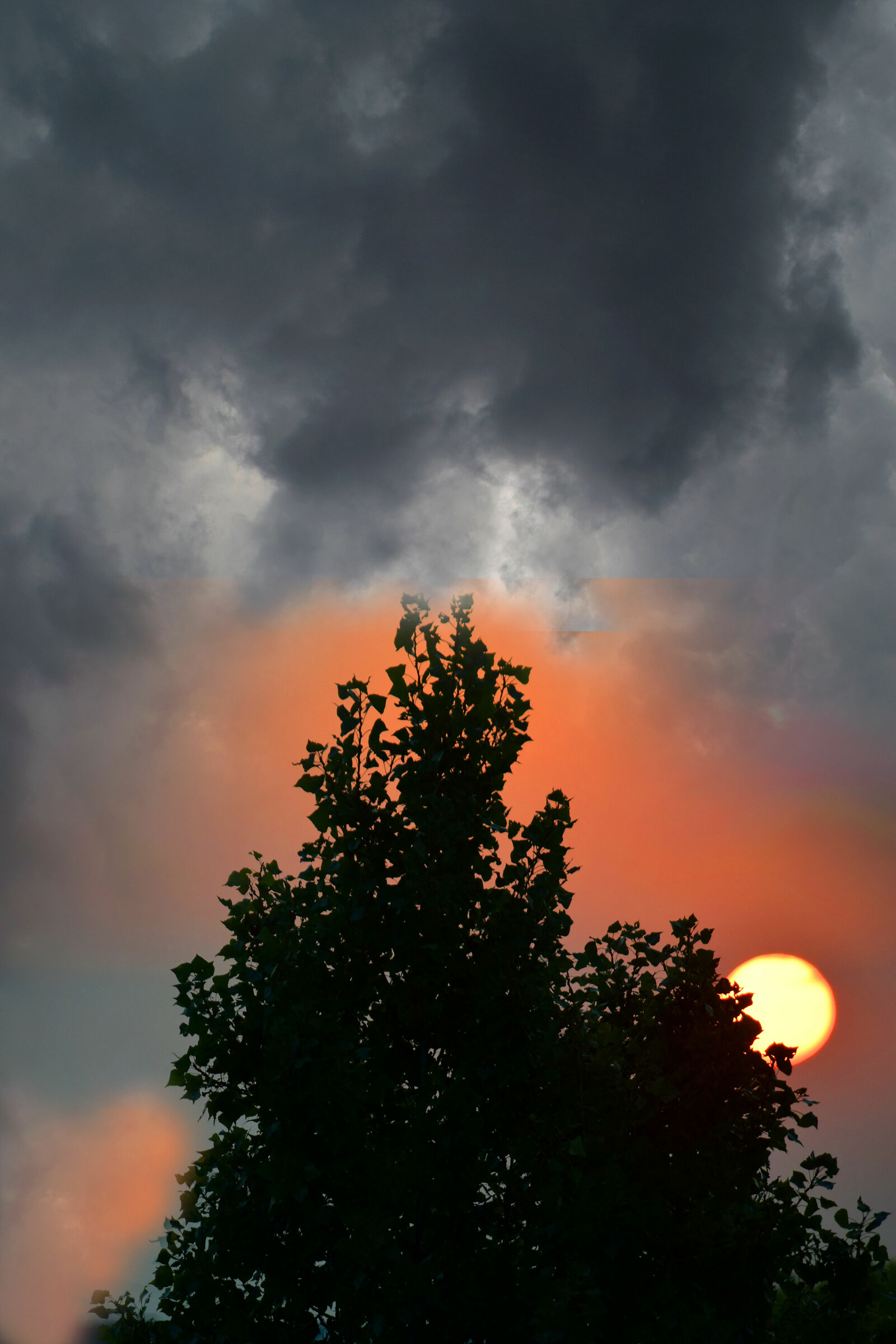 The Sun Rises in the Fog