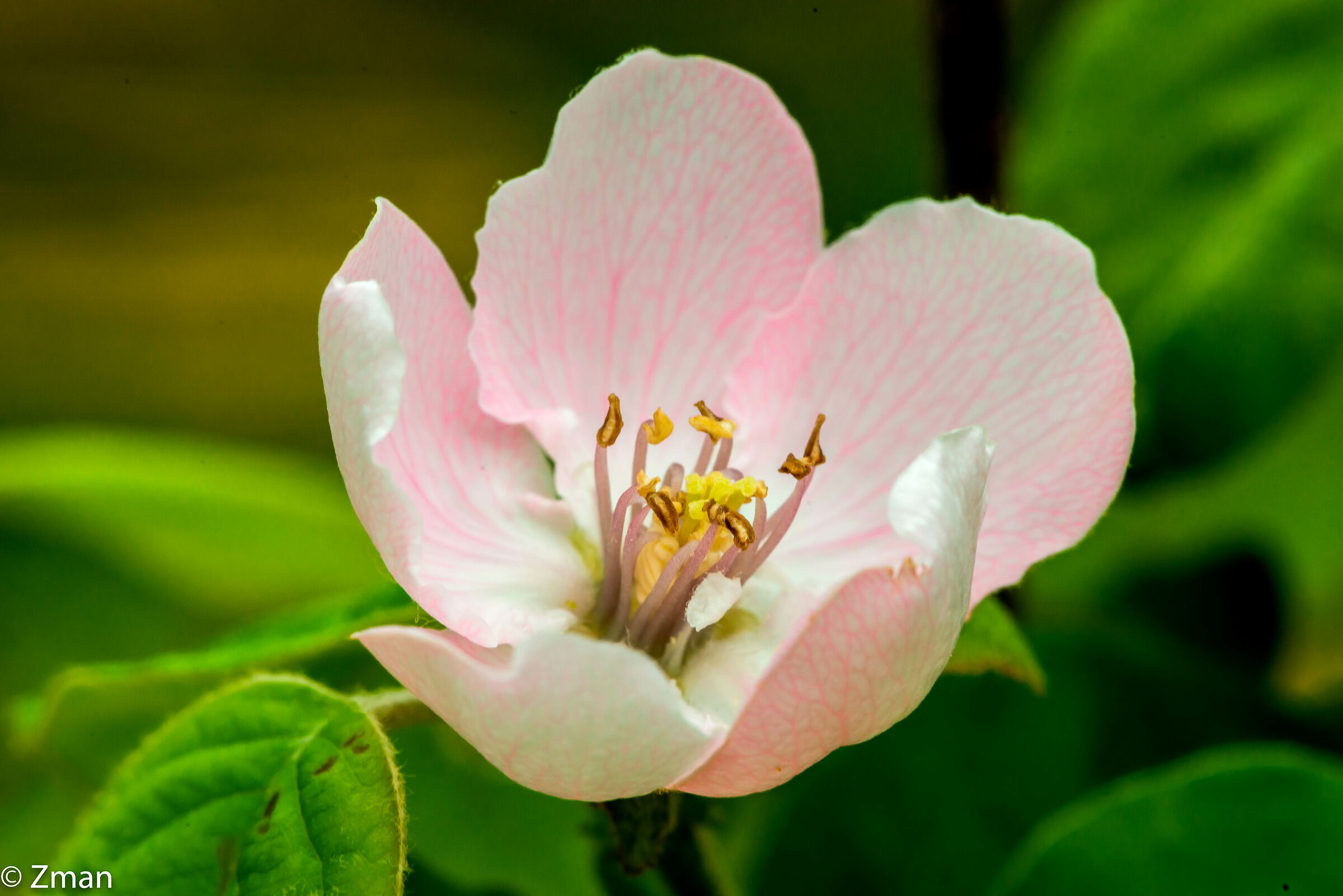 Dal nostro giardino