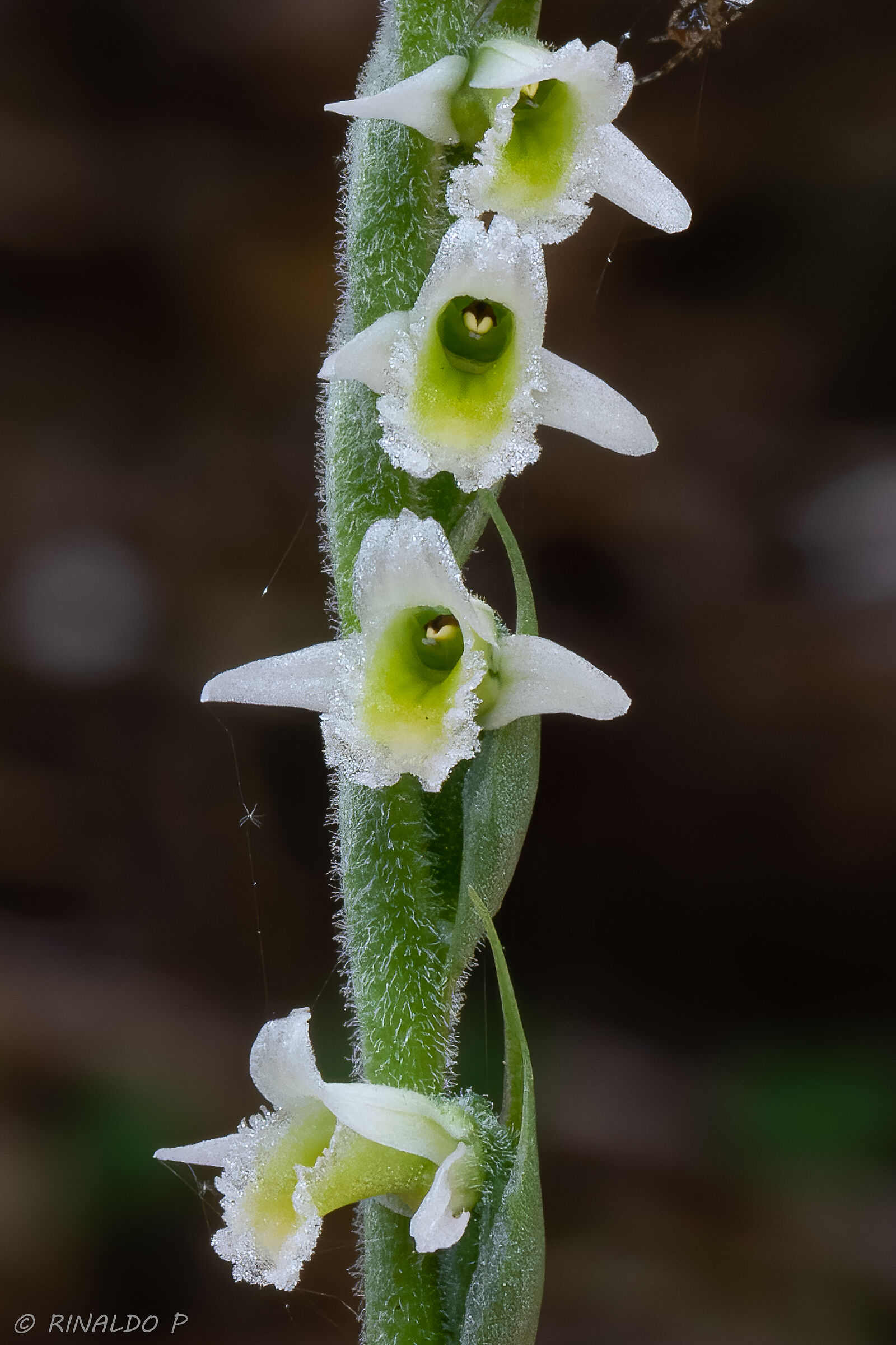 L'ultima orchidea Spirantes spiralis