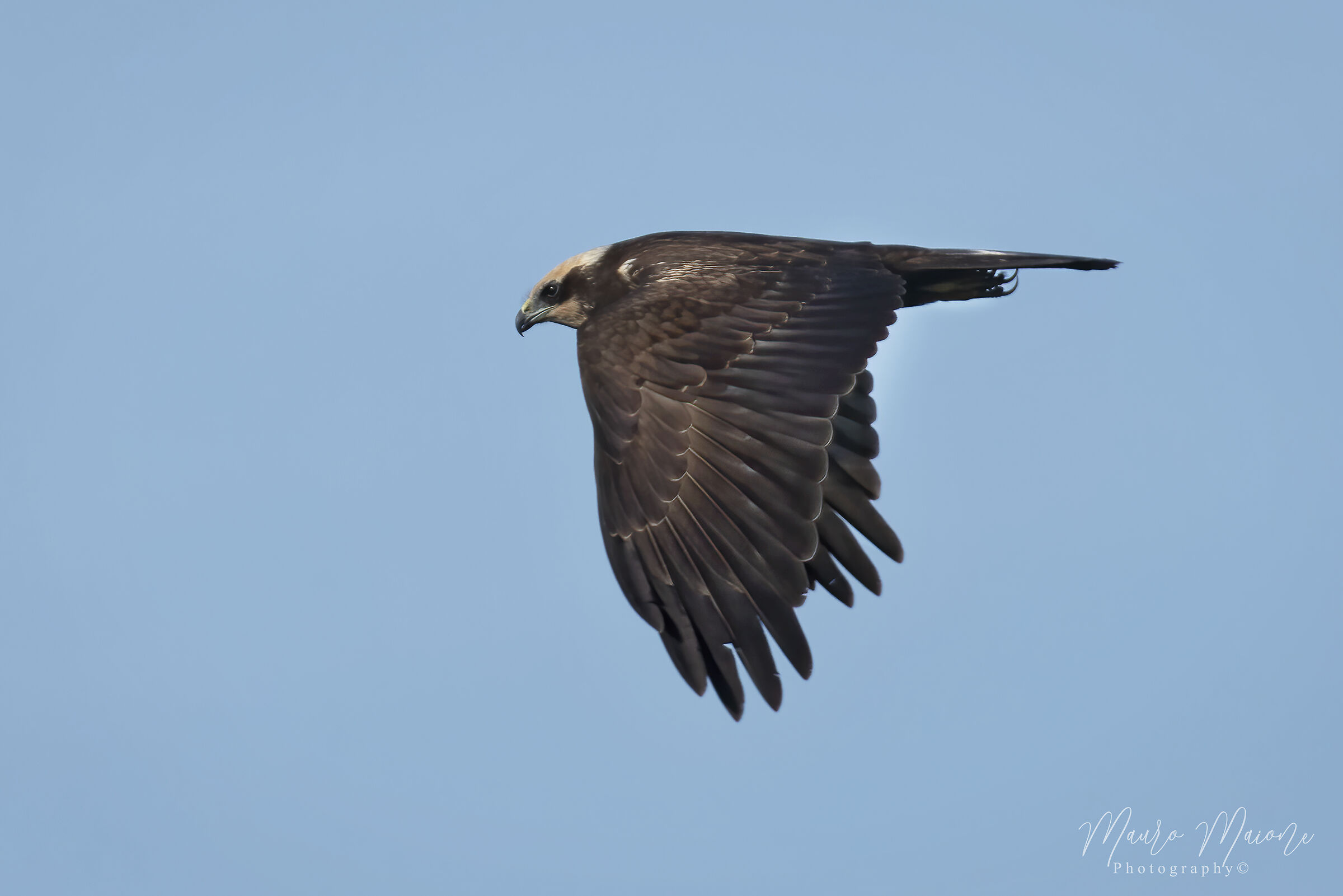 femmina di falco di palude