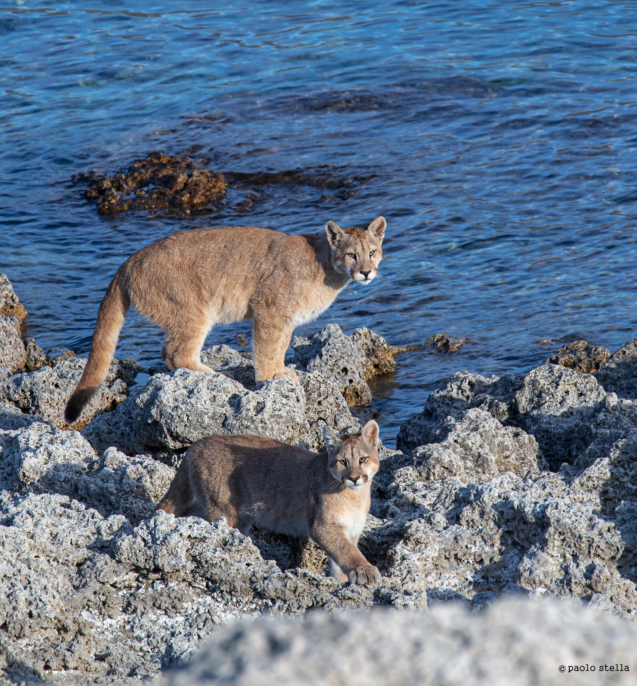 "cats" on Lake Sarmiento