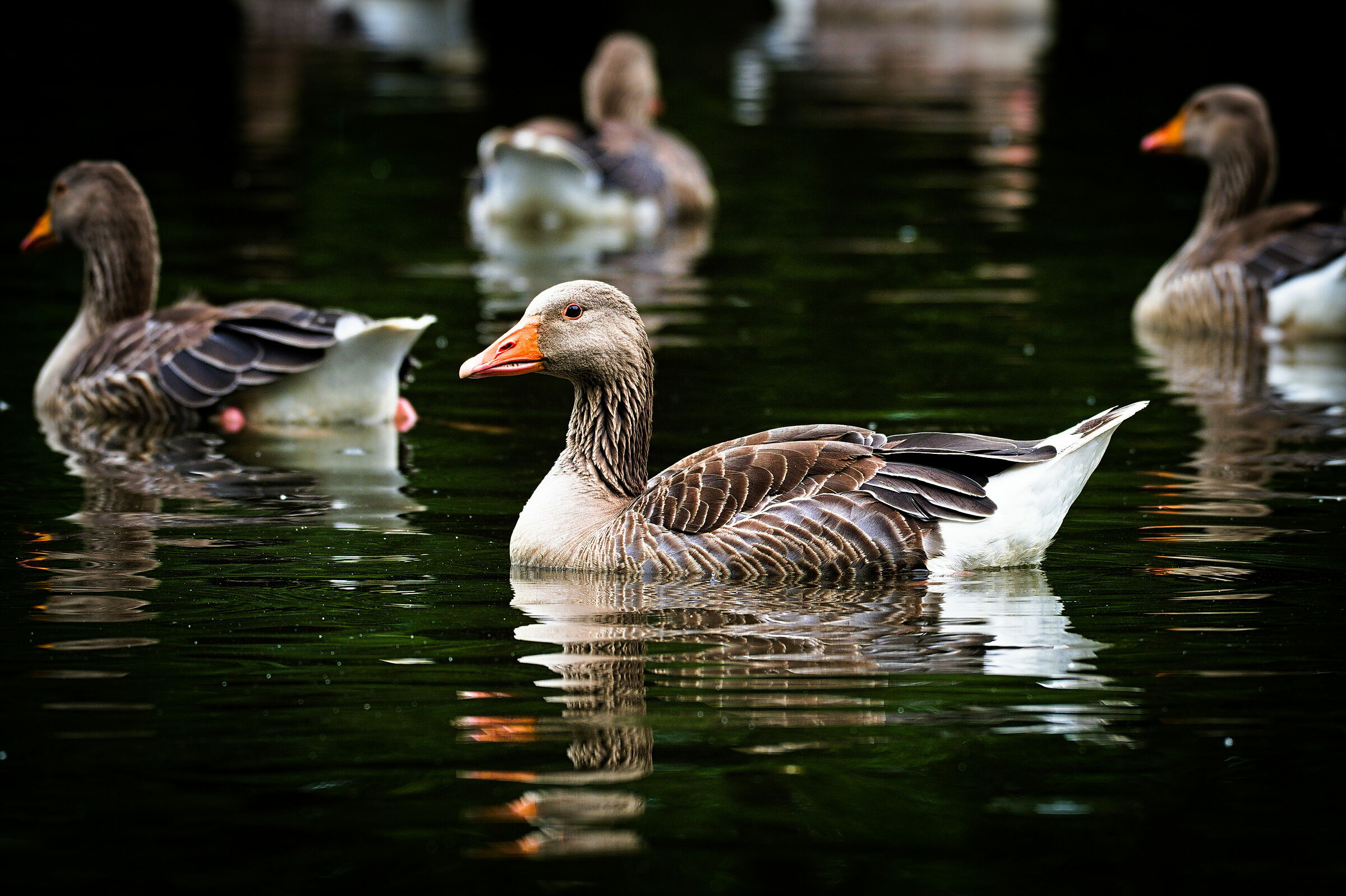 Come in un caleidoscopio