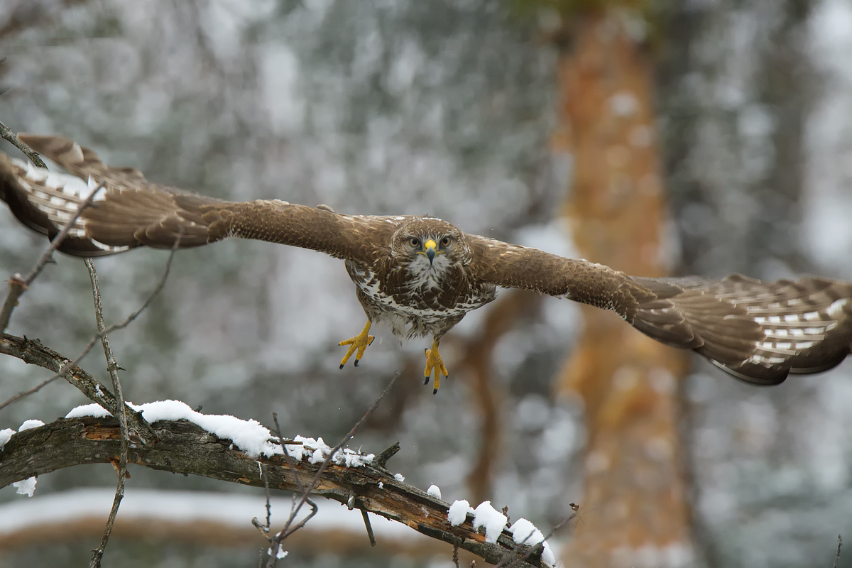 Poiana dopo lo stacco