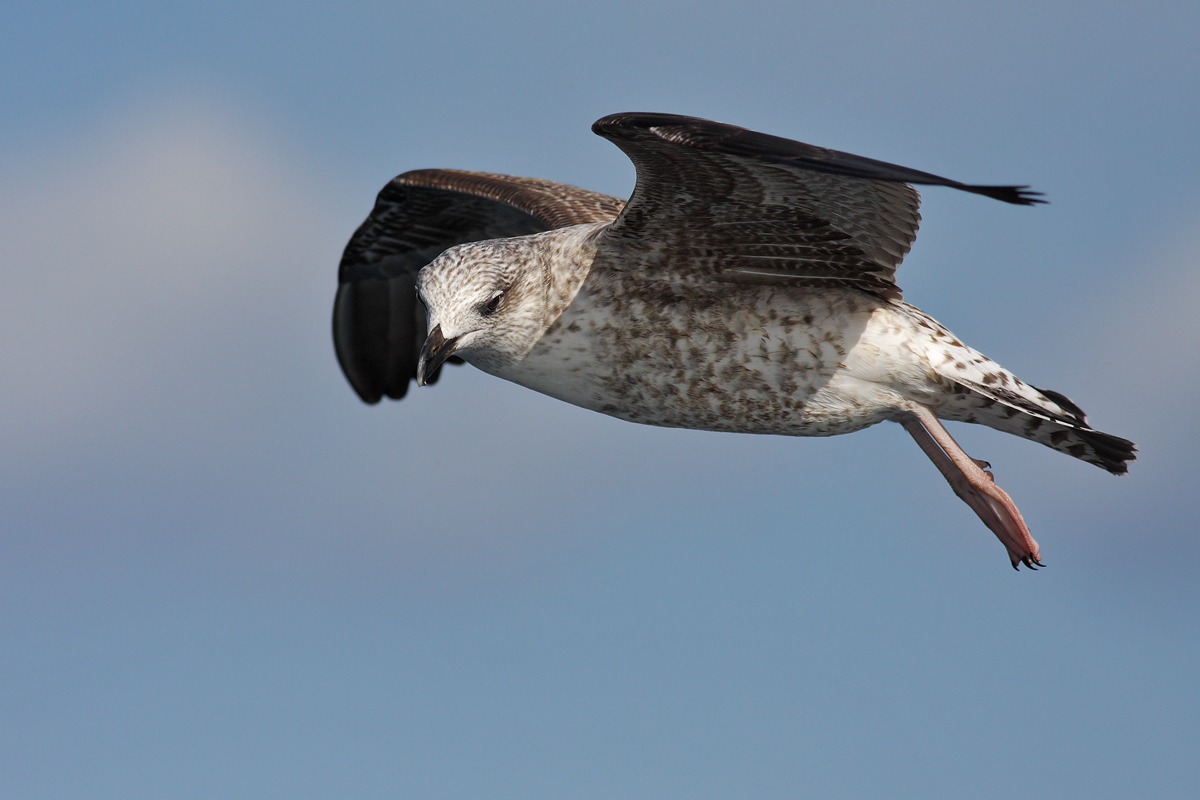 Gabbiano reale mediterraneo juvenile