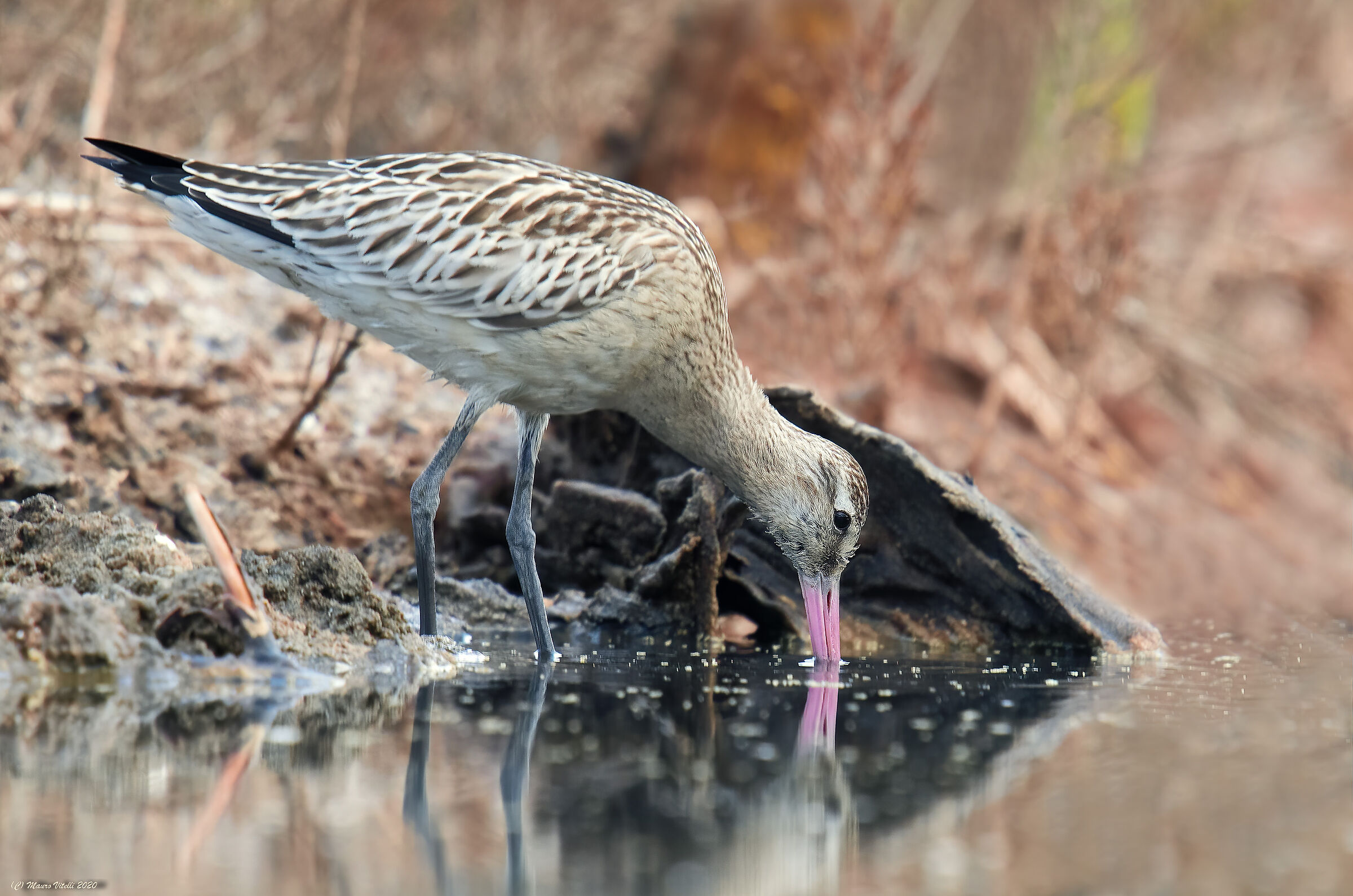 Pittima Minor (Lapland Limosa)