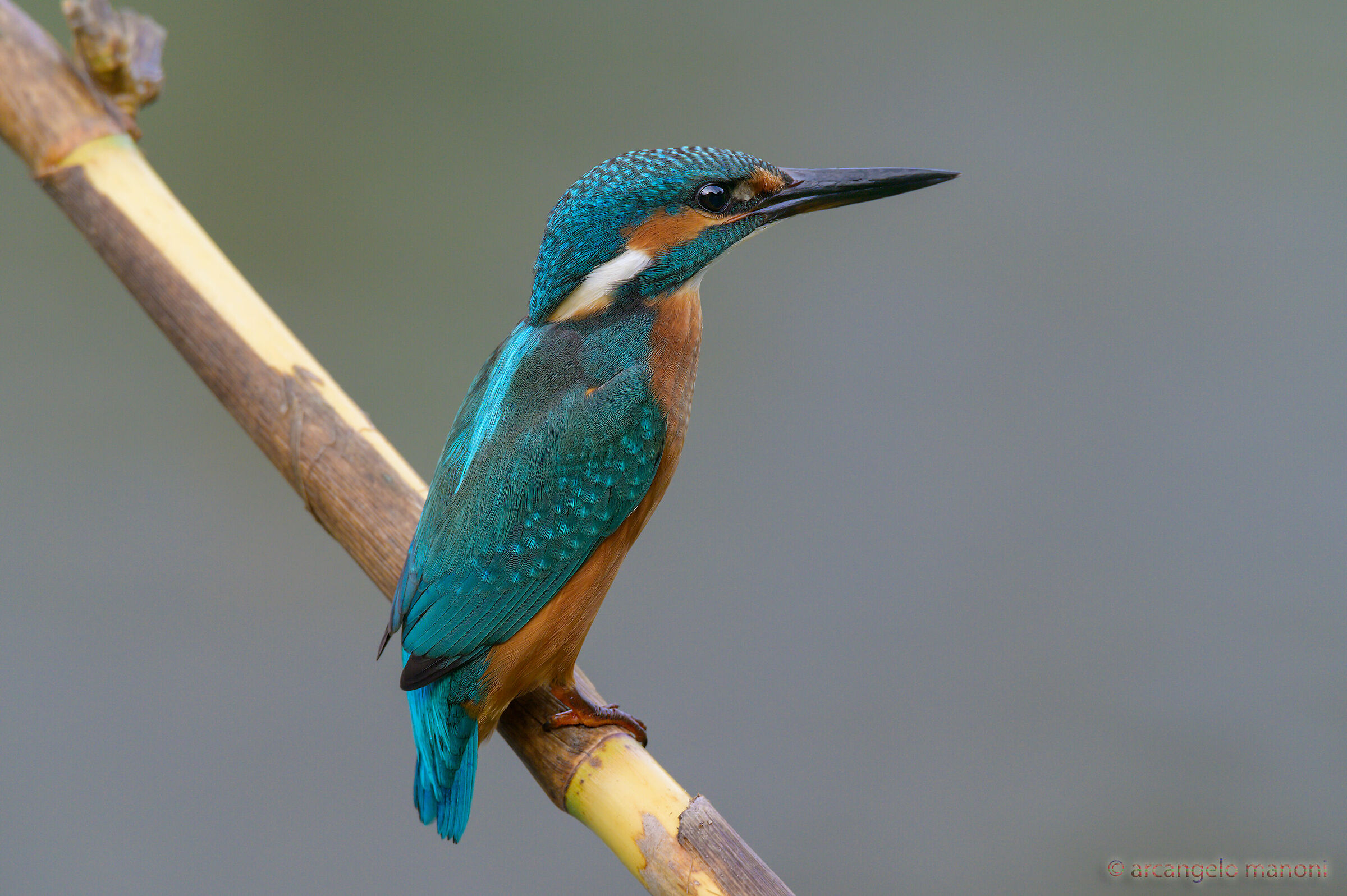 The Return of the Boss