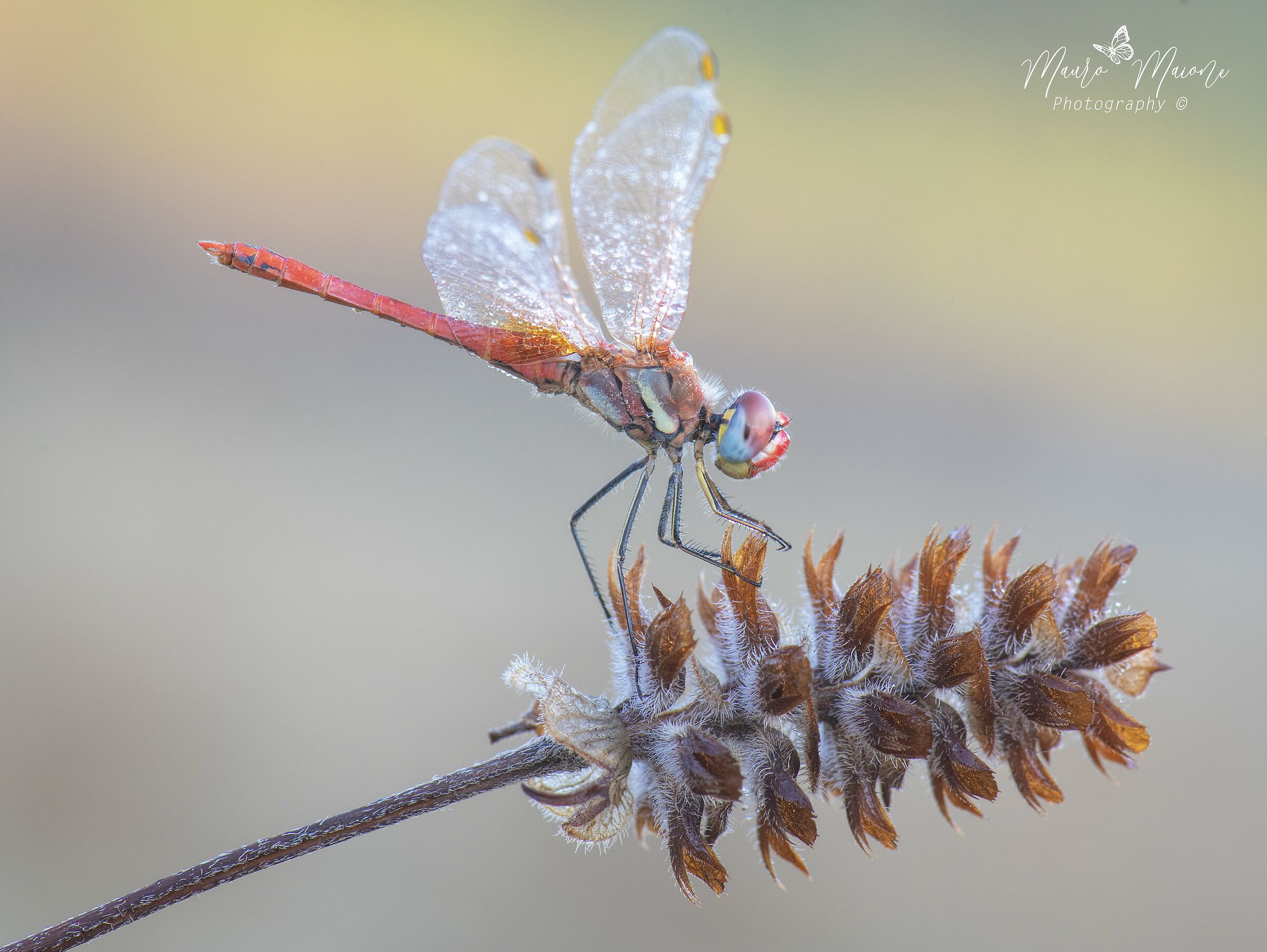 Sympetrum fonscolombii