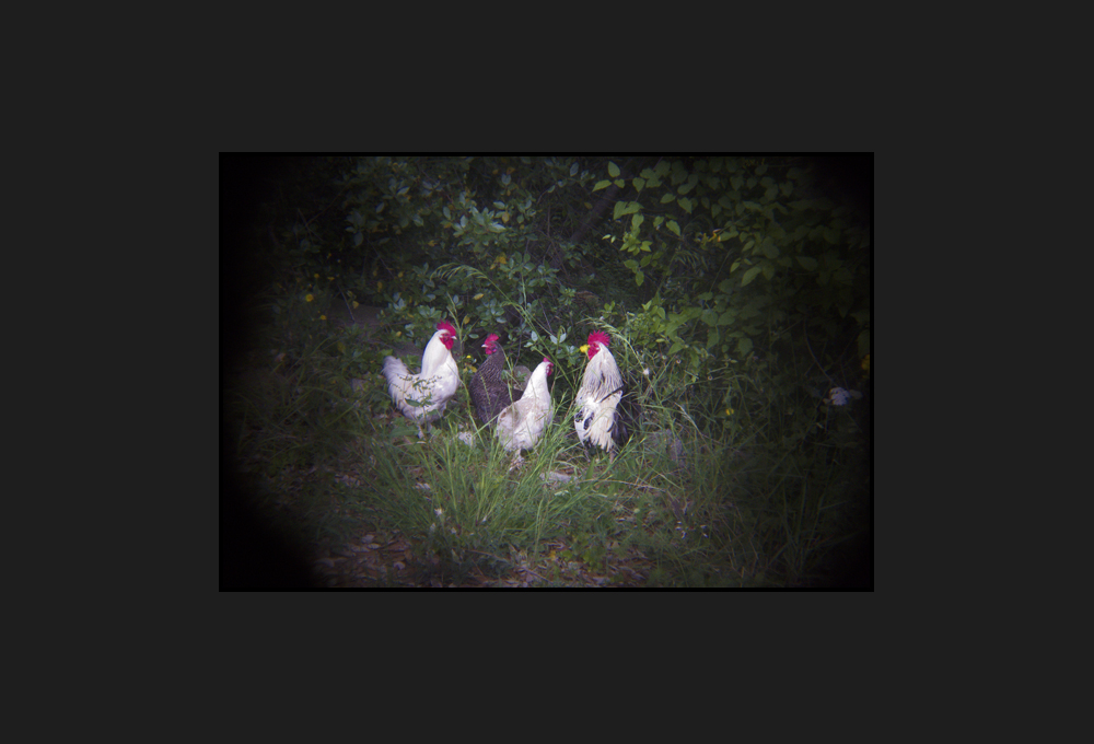 galli e galline, 2015