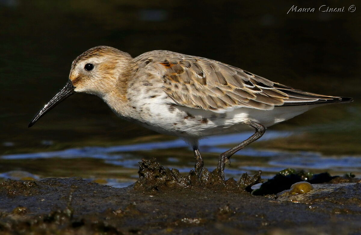Piovanello Pancianera