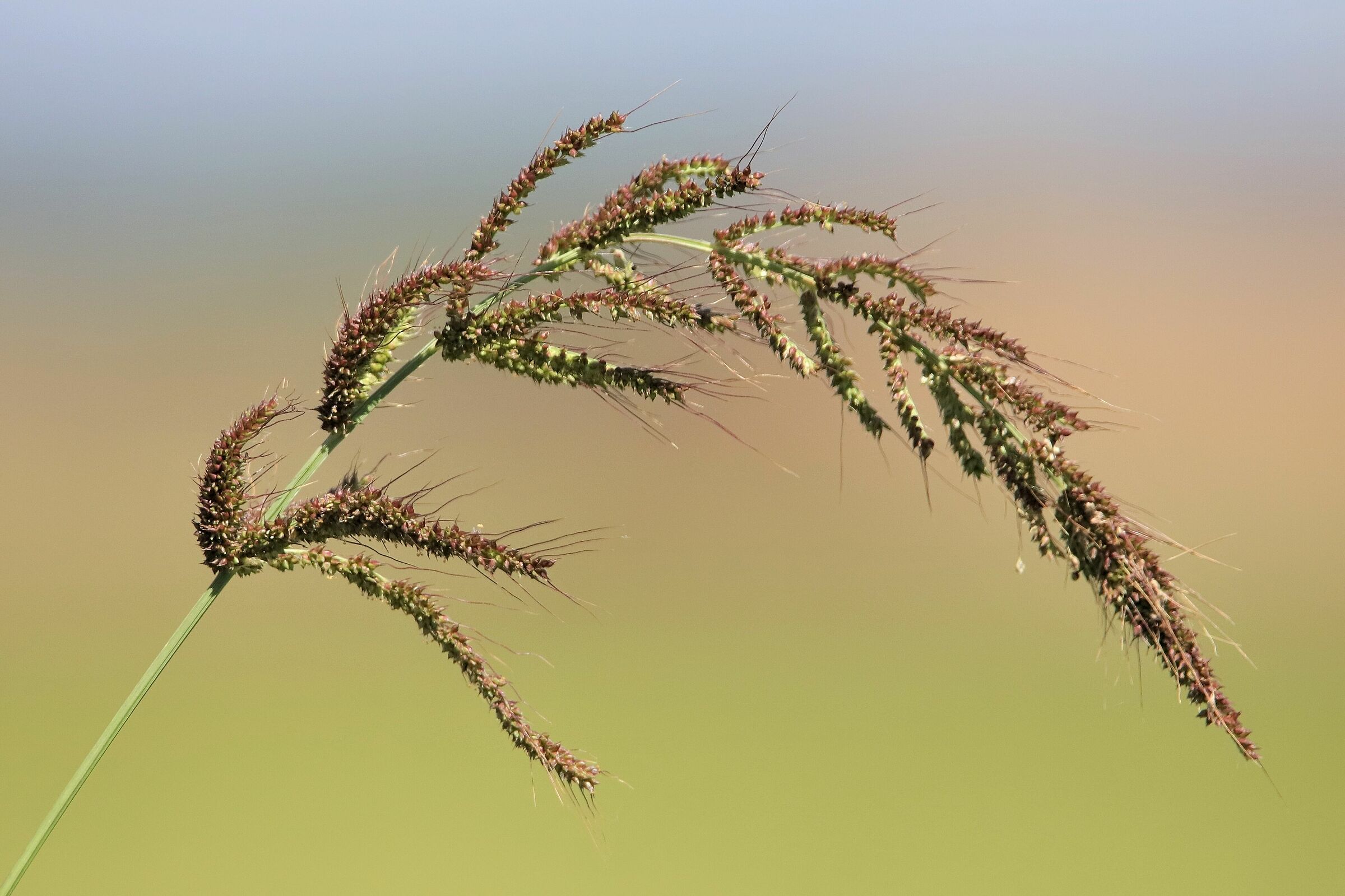Spiga di Giavone (Echinochloa crus-galli )