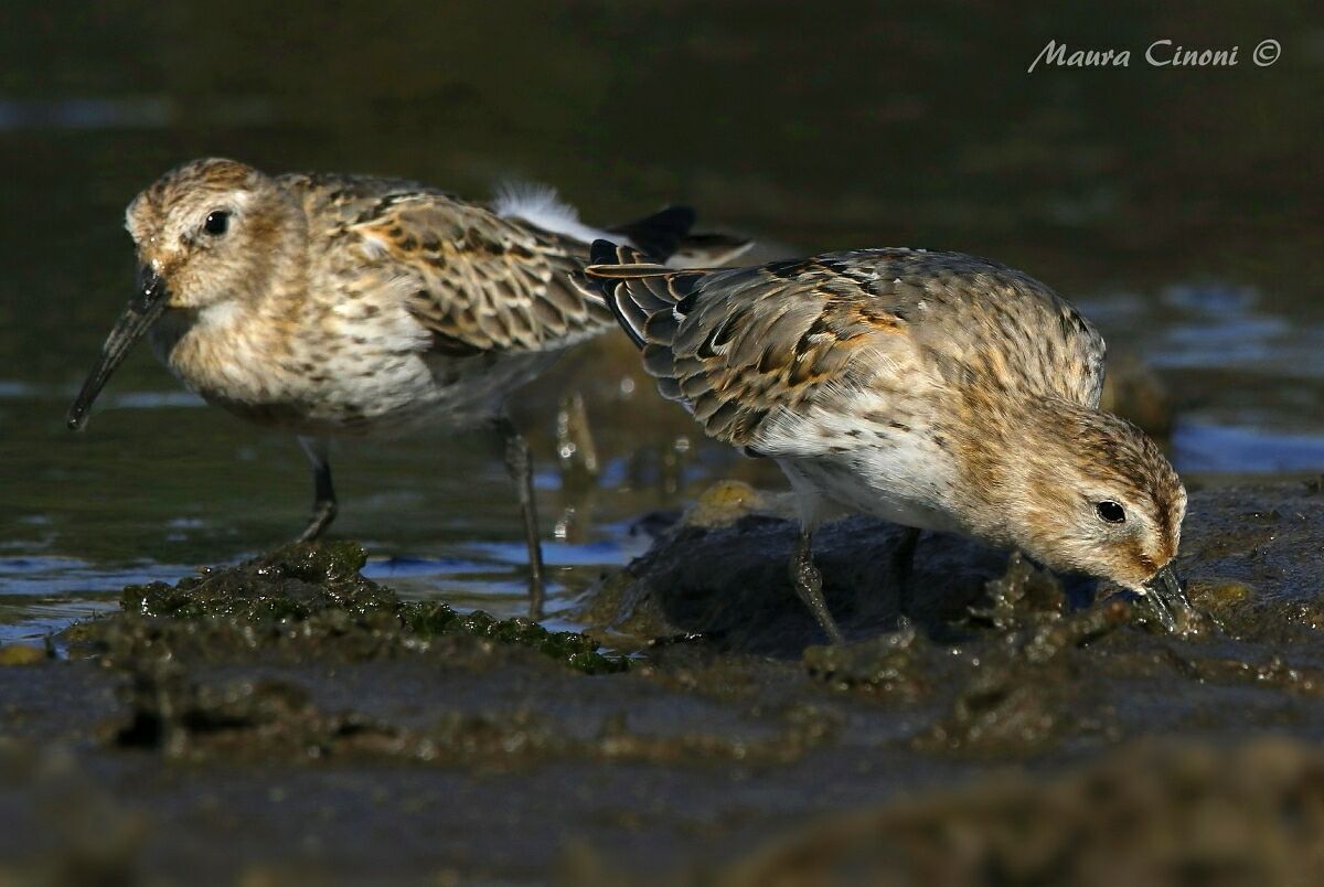 Piovanelli Pancianera