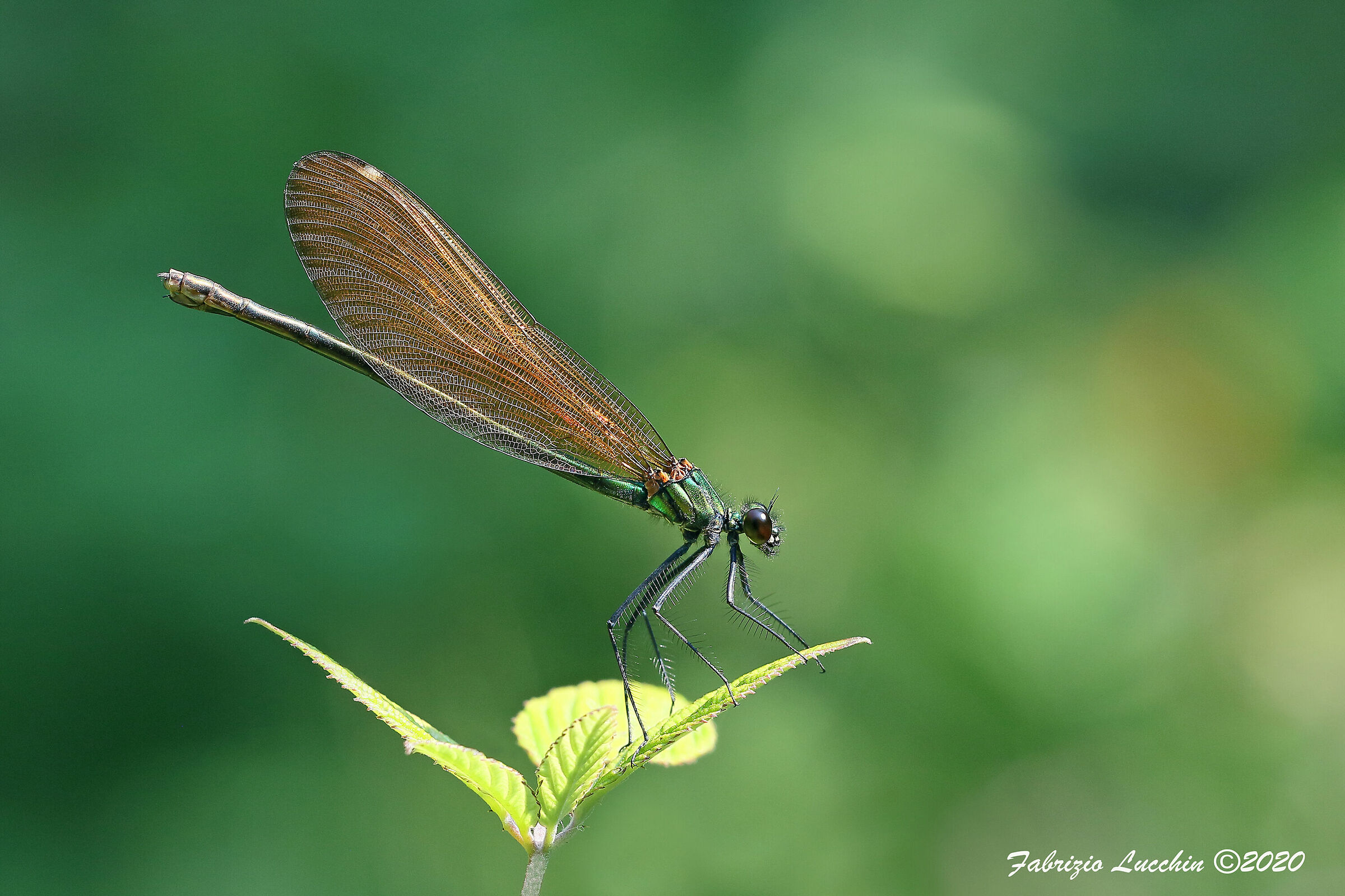 Calopteryx virgo (esemplare femmina)