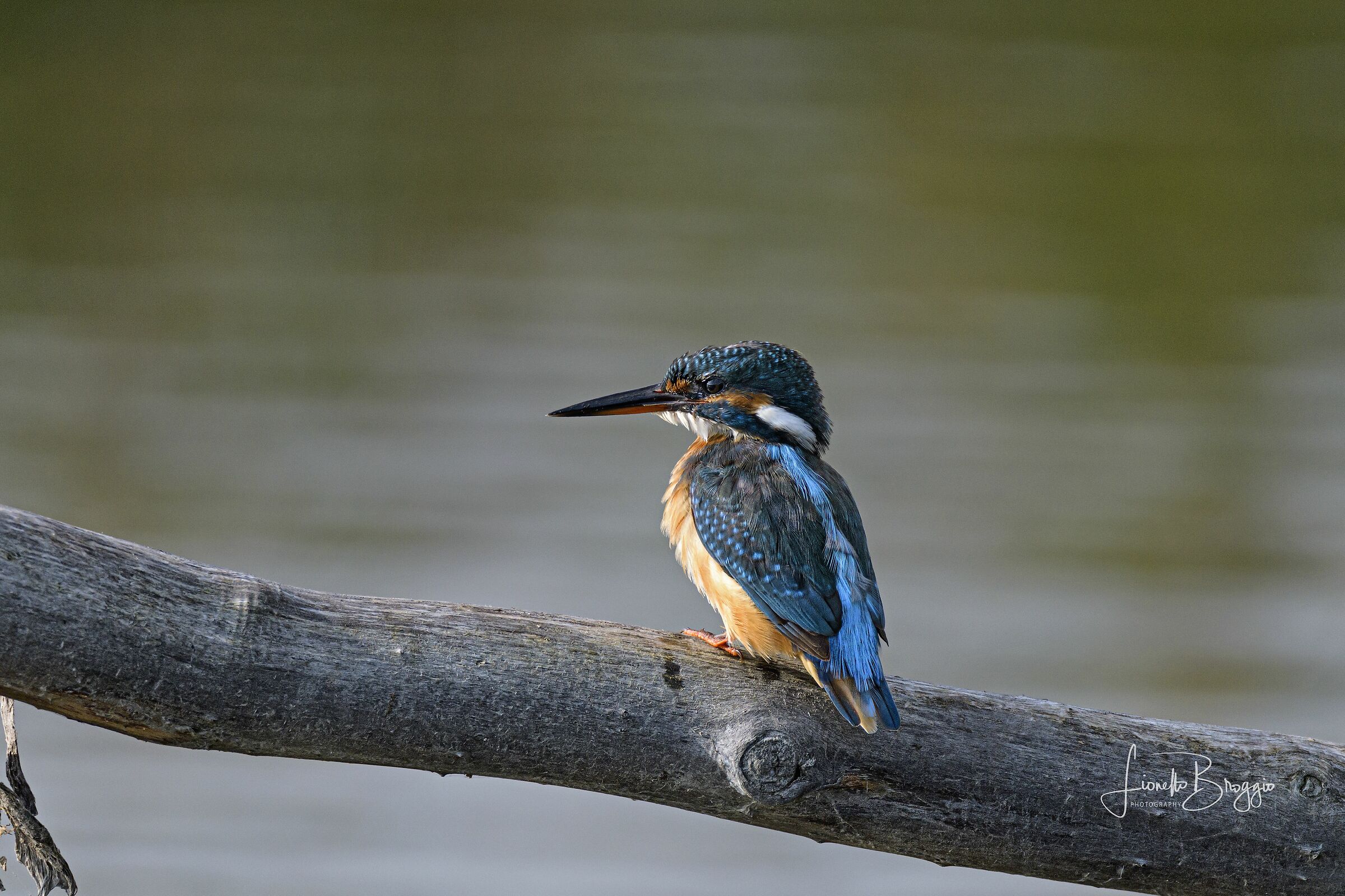 Martin pescatore maschio