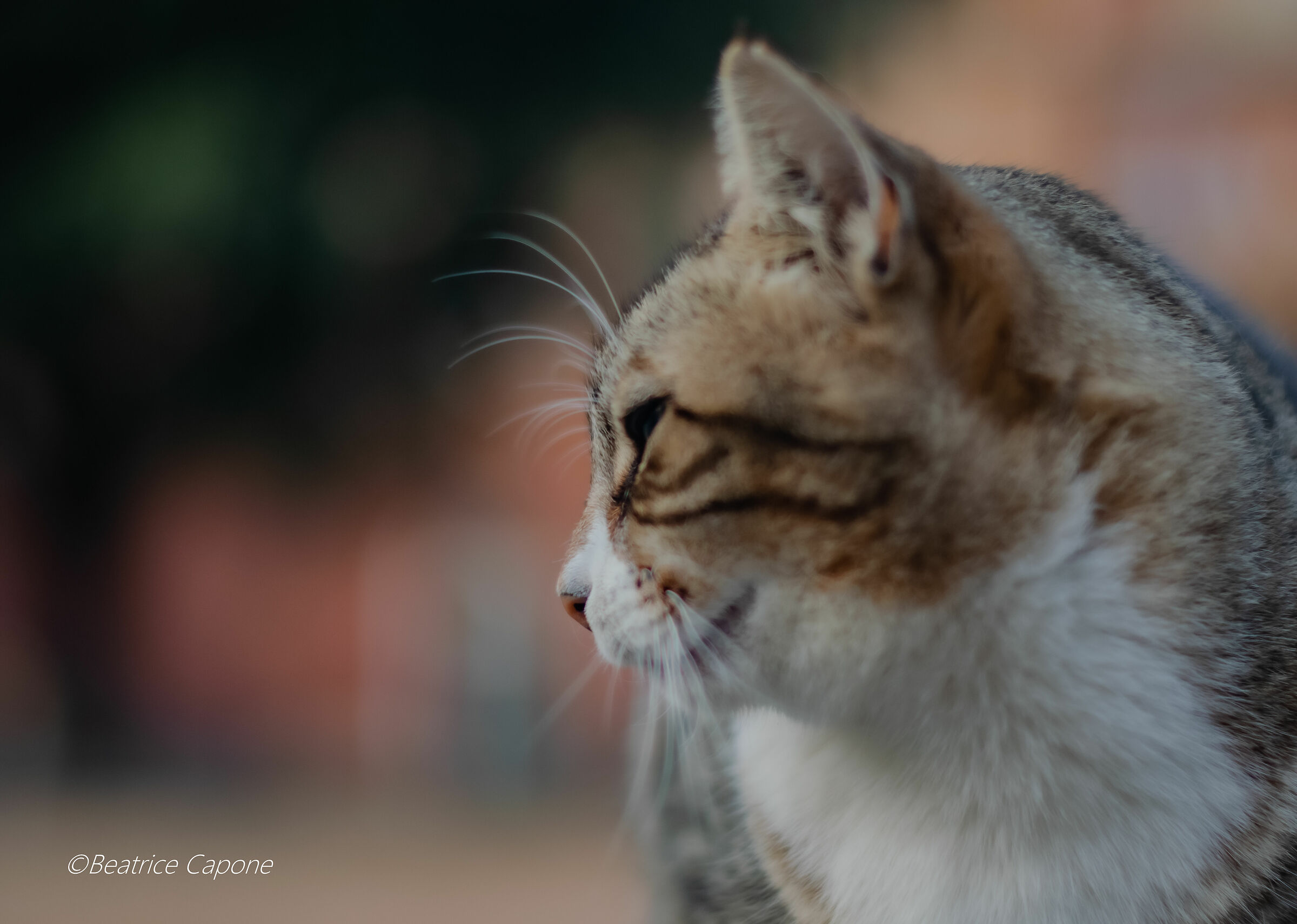 The sweetness of a little face