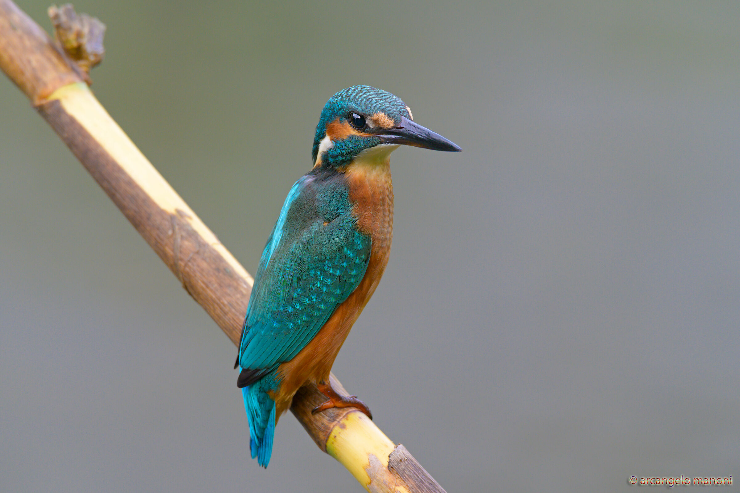 In the background of the stream the martini observes